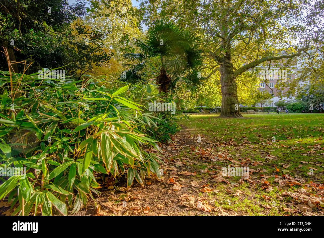 Plantes et arbres subtropicaux à Lincoln's Inn Fields, Londres, Royaume-Uni Banque D'Images