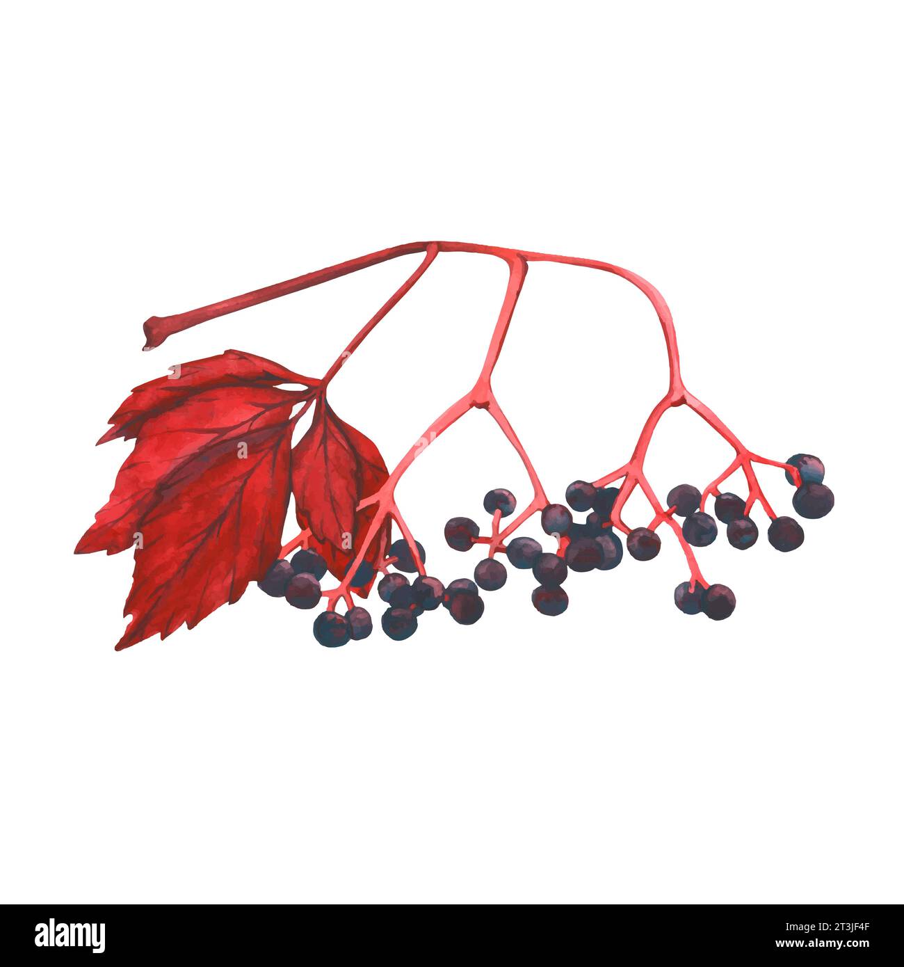 Illustration vectorielle à l'aquarelle de feuilles de raisin sauvage et de baies. Récolte d'automne, feuilles rouges d'automne. Dessins pour cartes postales, textiles, emballages Illustration de Vecteur