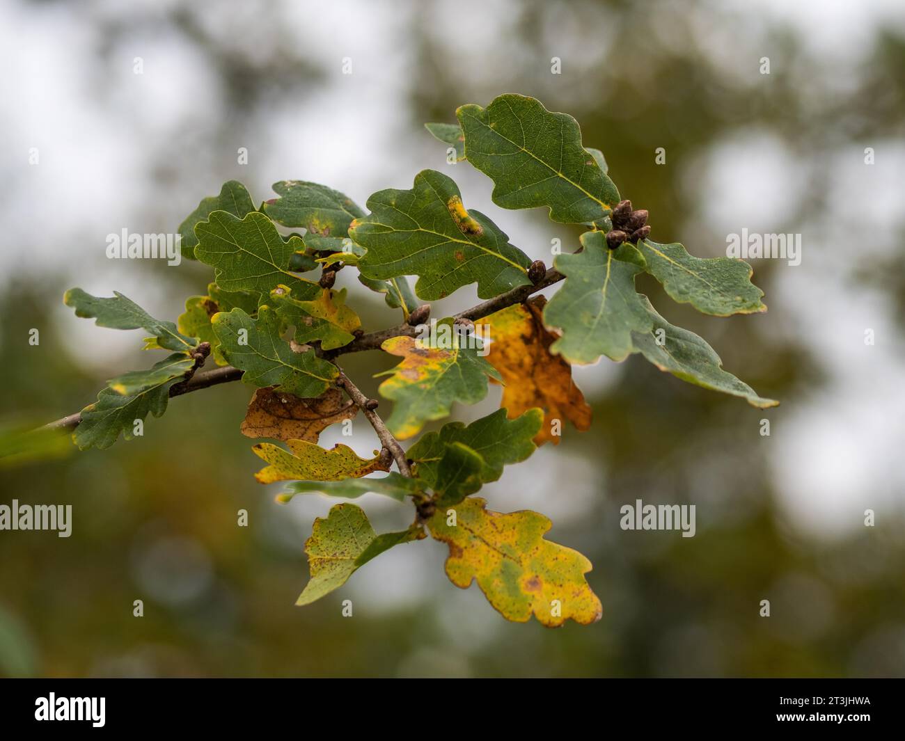 Feuilles d'automne sur une branche, feuille de chêne, Leoben, Styrie, Autriche Banque D'Images