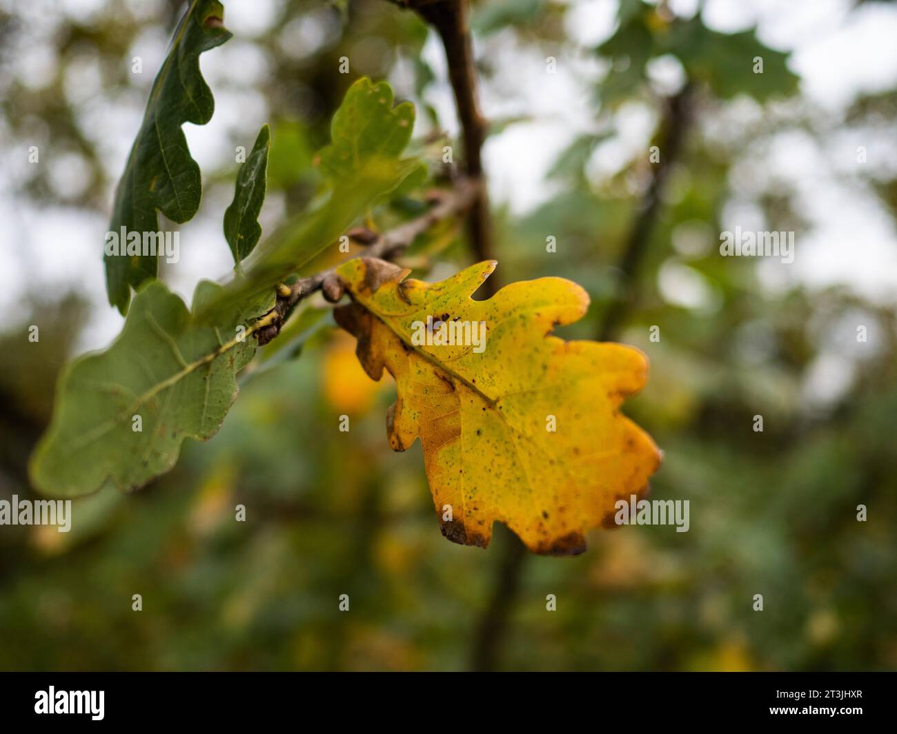 Feuilles d'automne, feuille de chêne sur une branche, Leoben, Styrie, Autriche Banque D'Images