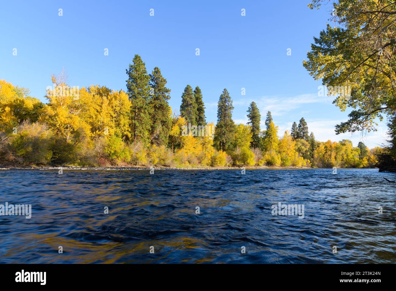 Couleur d'automne brillant sur les arbres jaunes le long de l'eau bleue de la rivière Yakima Banque D'Images