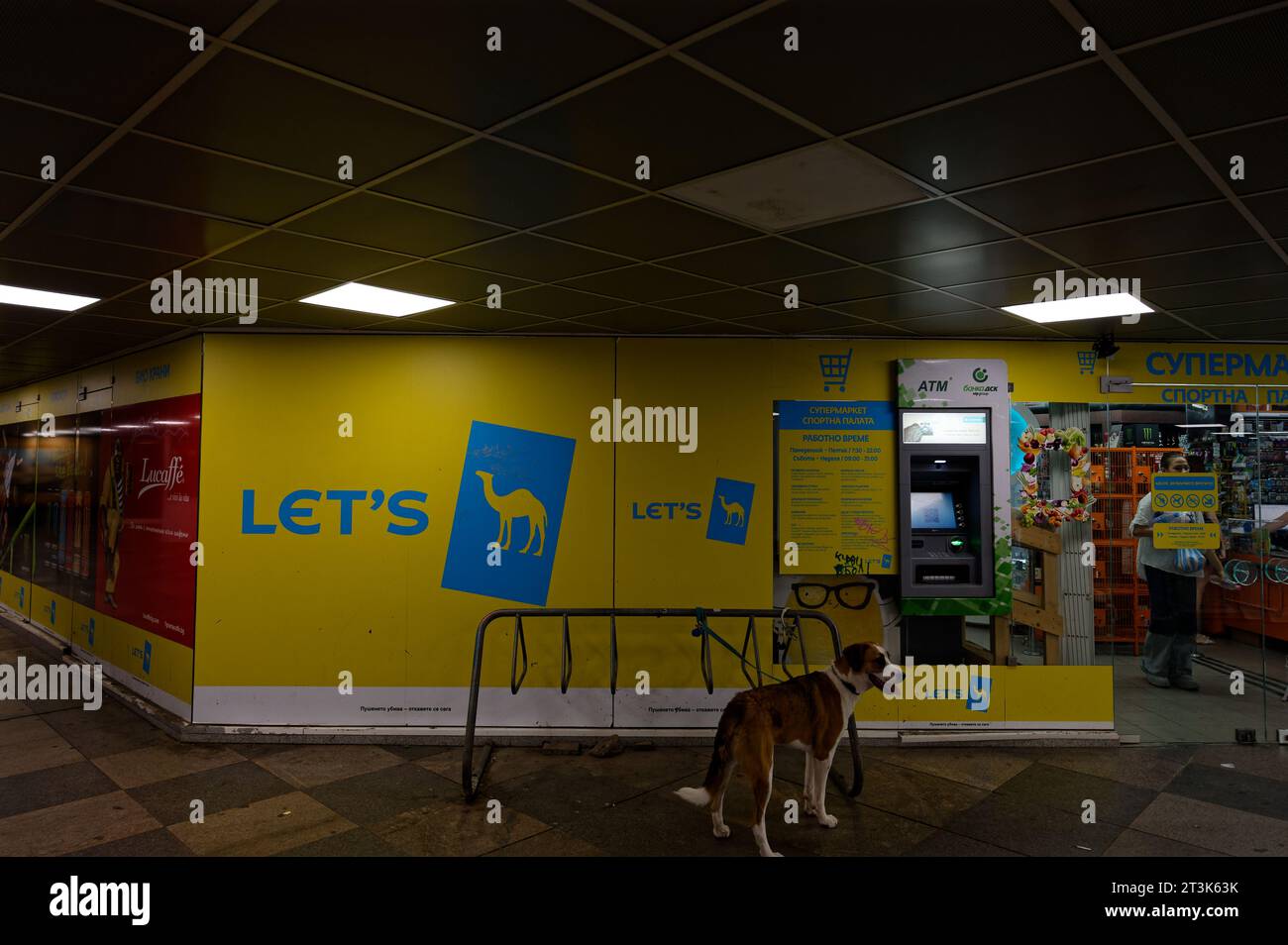 Chien patient attendant devant un dépanneur souterrain, avec une publicité de cigare jaune bien en vue. Banque D'Images