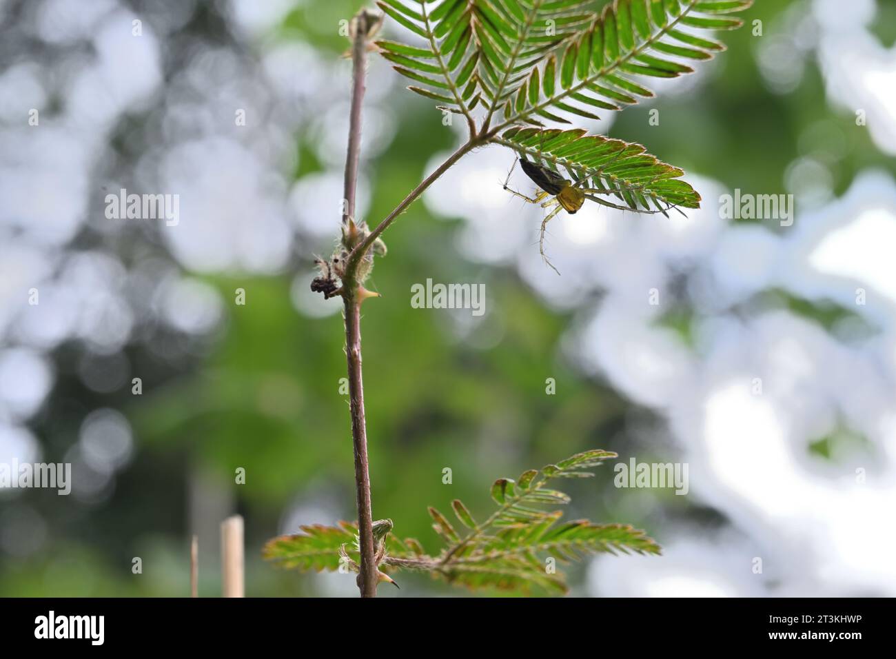 Vue à faible angle d'une plante sensible (Mimosa pudica) avec une araignée de lynx rayée assise sous le feuillet Banque D'Images
