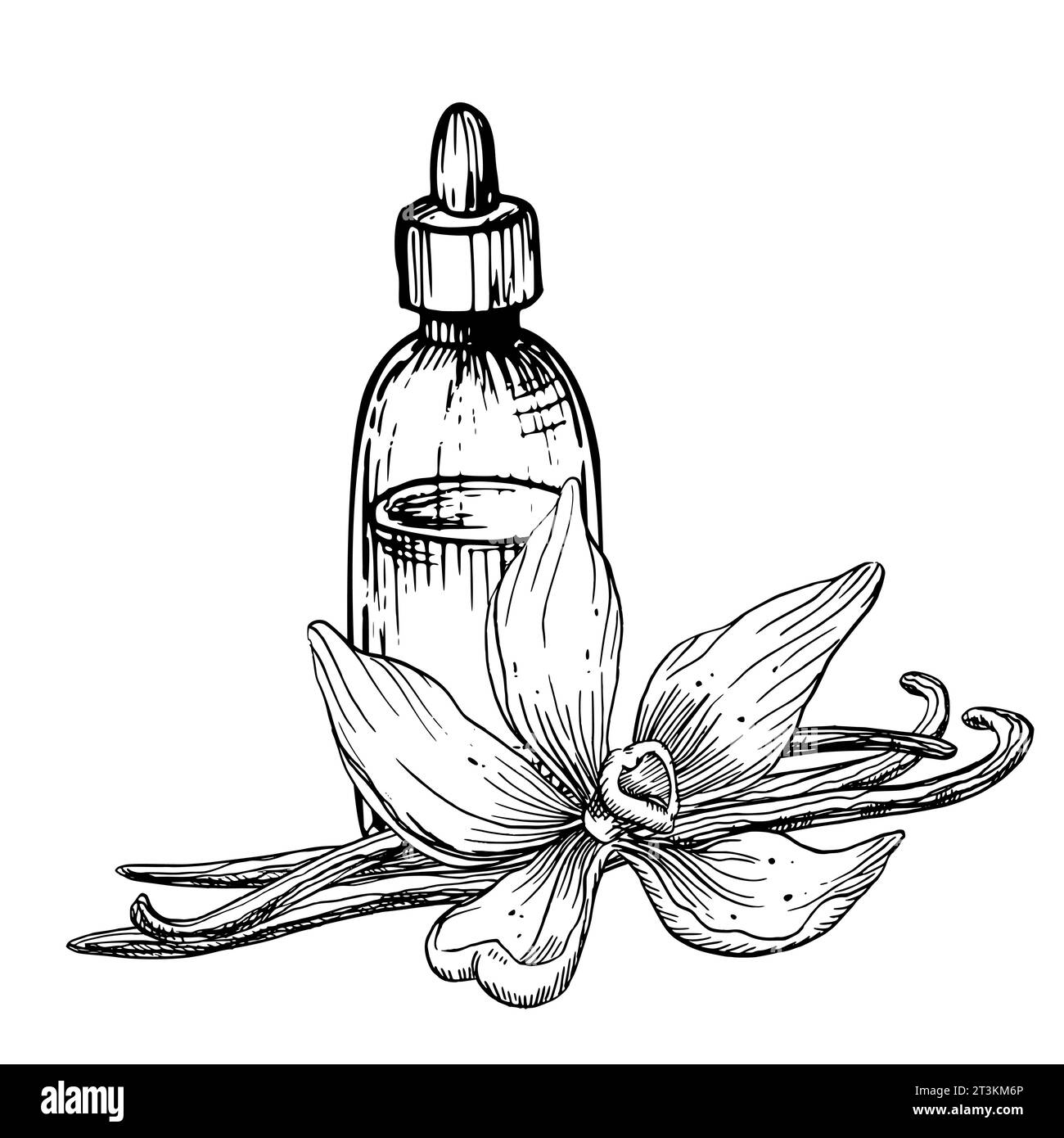 Huile essentielle de vanille. Illustration vectorielle dessinée à la main de bouteille vintage, fleur et bâtons pour l'aromathérapie en noir et blanc. Dessin linéaire du vieux flacon pour la médecine alternative. Illustration de Vecteur