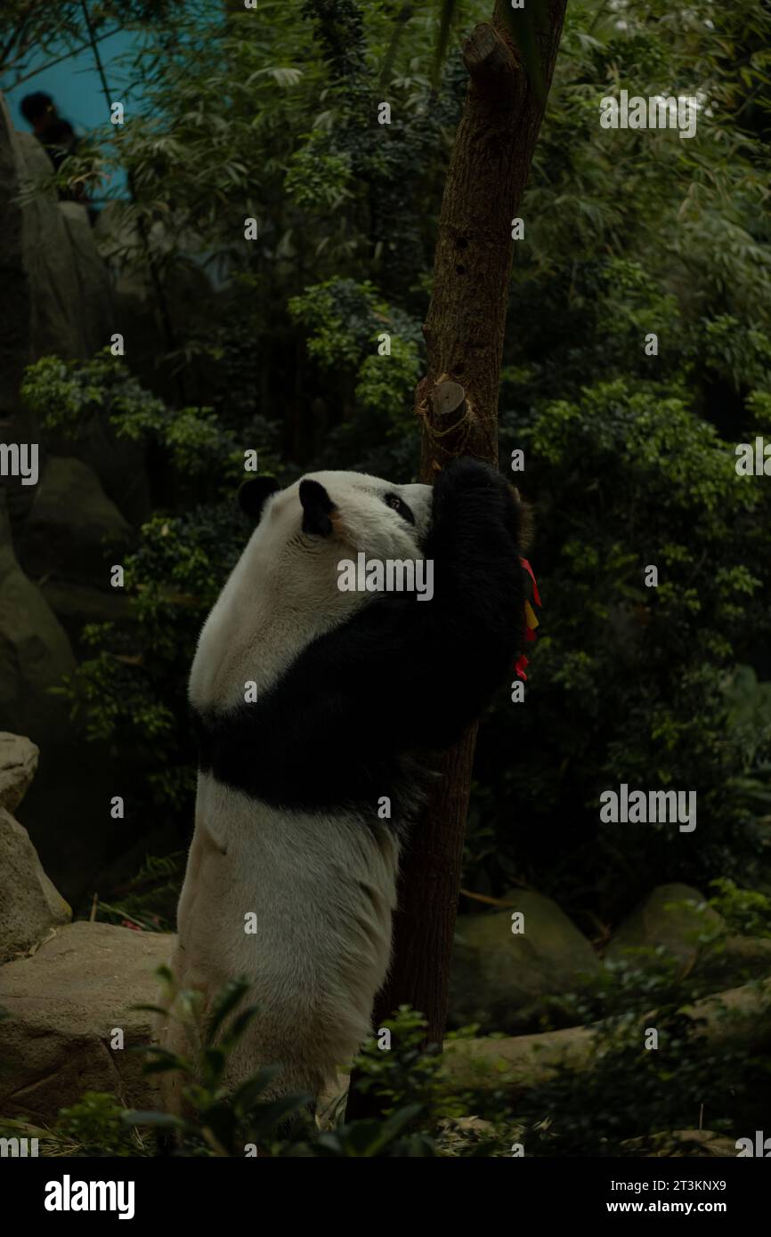 Panda escaladant l'arbre et mangeant bâton de bambou décoré pour le nouvel an chinois, image verticale avec espace de copie pour le texte Banque D'Images