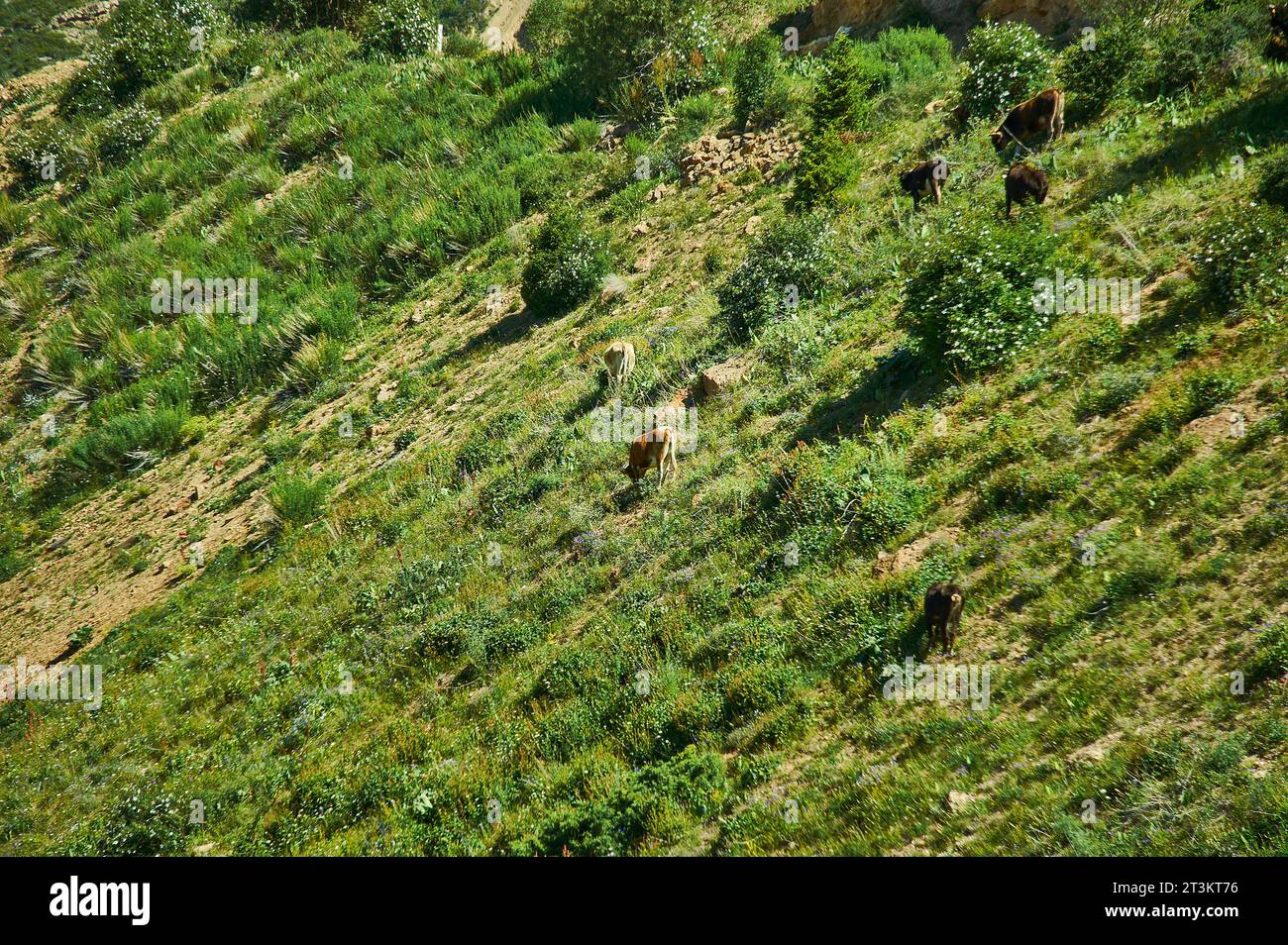 Le district de Moldo-Ashuu Pass de la région de son-Kul dans l'ouest du Kirghizistan Banque D'Images
