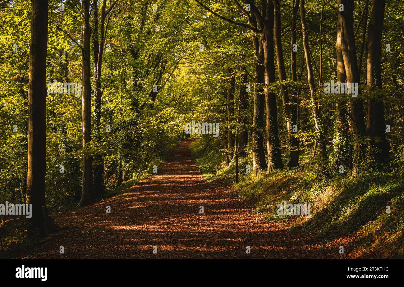 L'automne arrive profondément à l'intérieur de la forêt de Friston sur le sud-est Sussex sud-est de l'Angleterre Royaume-Uni Banque D'Images
