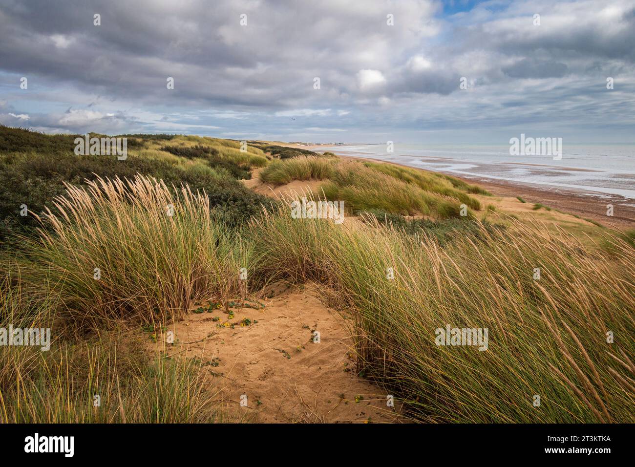 Dans les dunes de sable de Camber Sands sur la côte est du Sussex au sud-est de l'Angleterre Banque D'Images