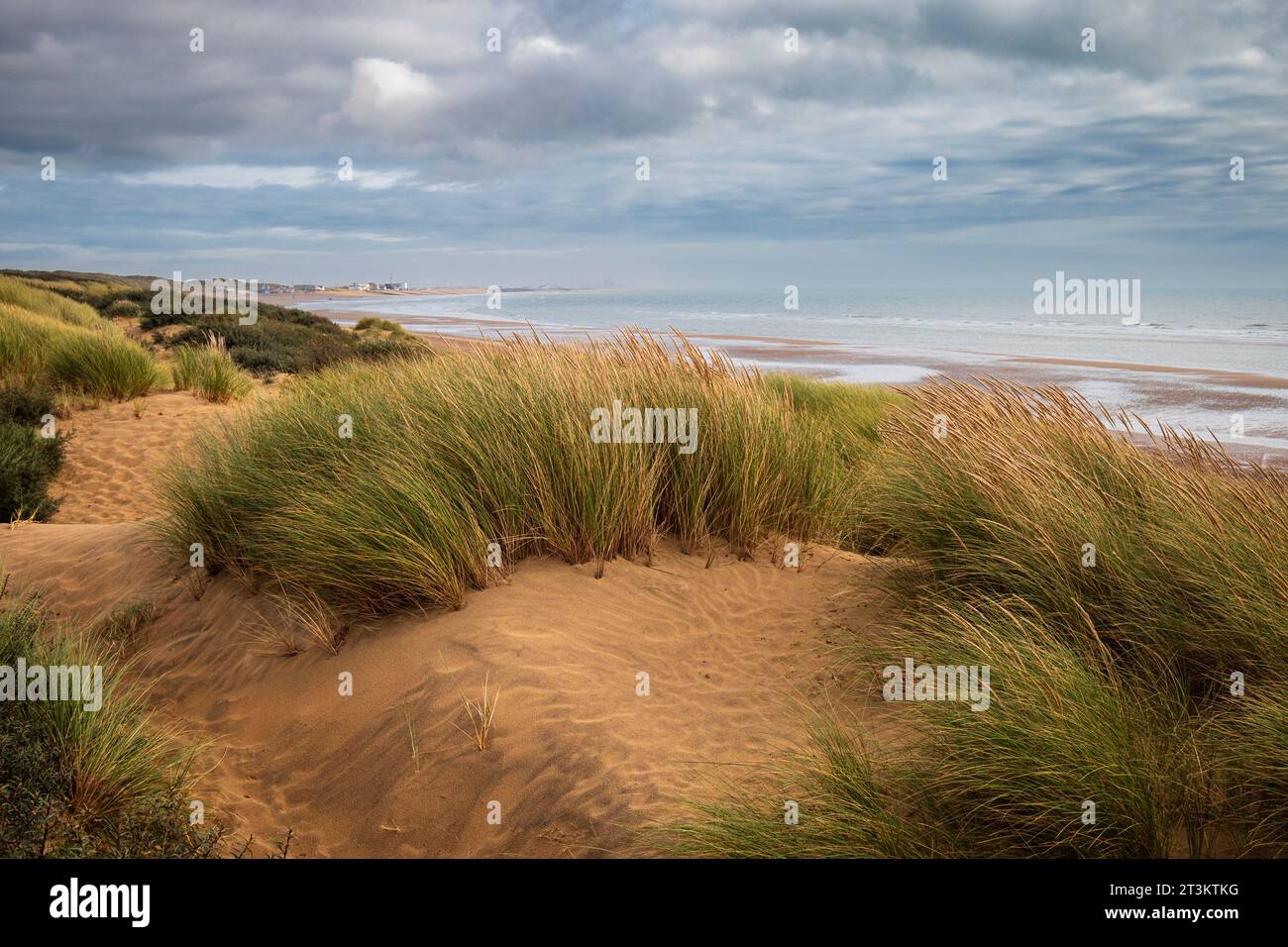 Dans les dunes de sable de Camber Sands sur la côte est du Sussex au sud-est de l'Angleterre Banque D'Images
