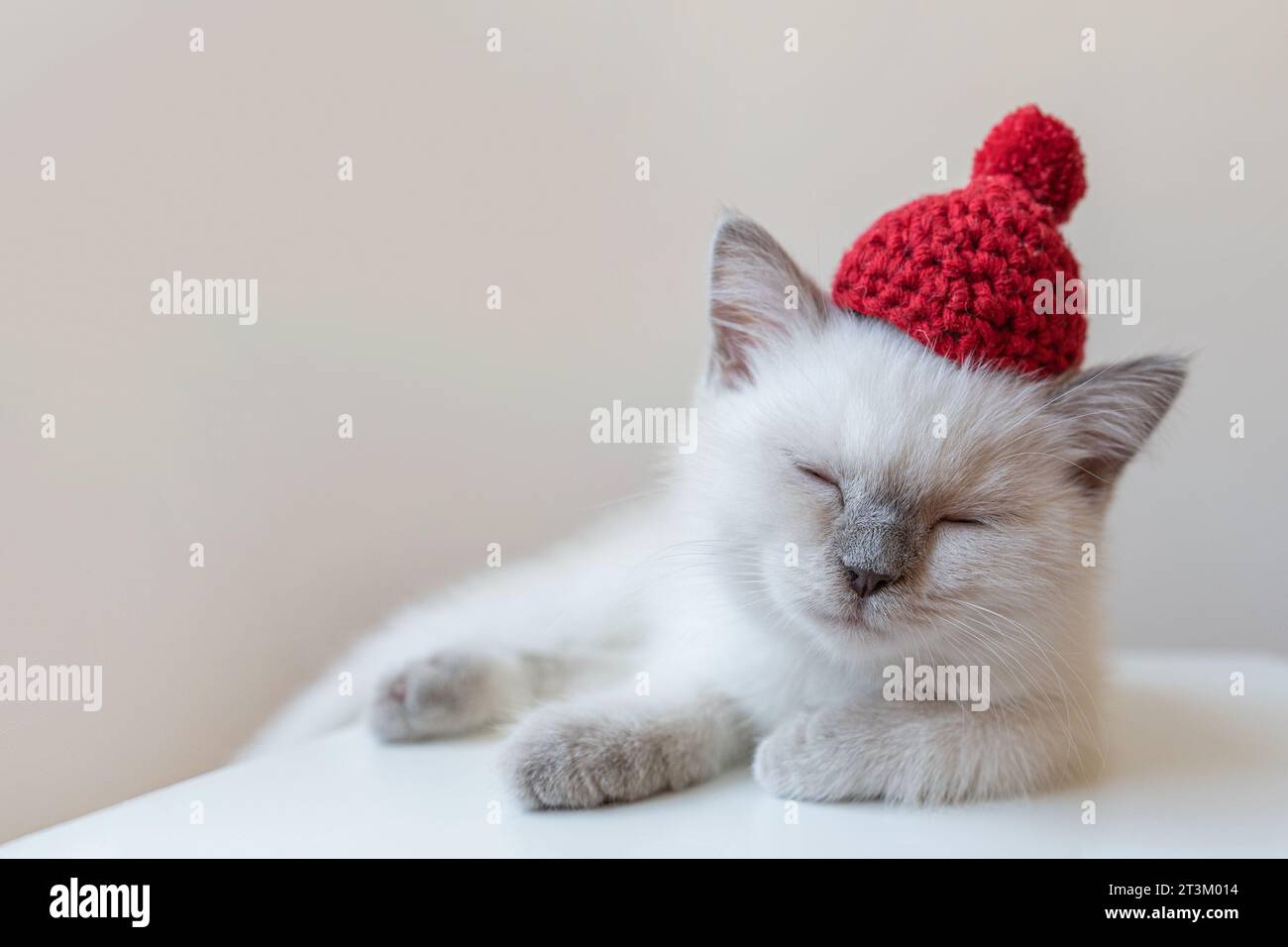 Chaton blanc endormi dans un chapeau tricoté rouge Banque D'Images
