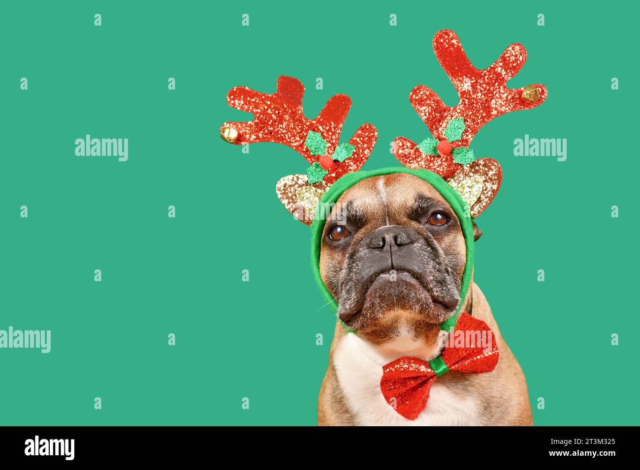 Mignon chien Bulldog français portant le bandeau de bois de renne de Noël et noeud papillon devant le fond vert avec espace de copie Banque D'Images