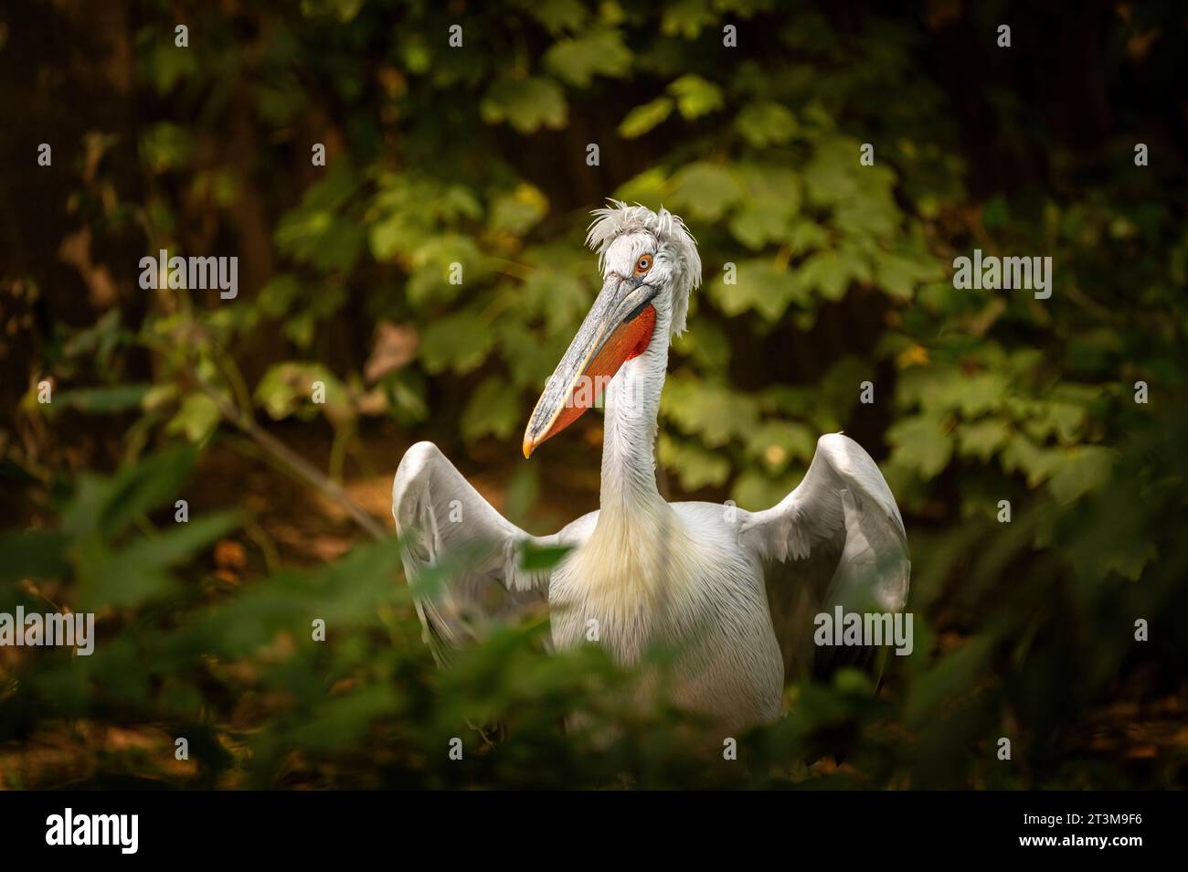 Pelican au zoo. Banque D'Images