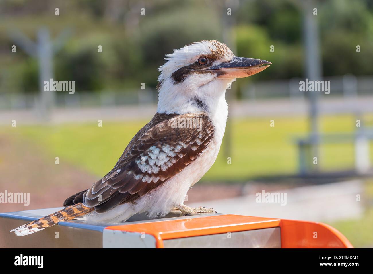 Un Kookaburra australien assis sur un robinet à Fingal Bay en Nouvelle-Galles du Sud, Australie Banque D'Images