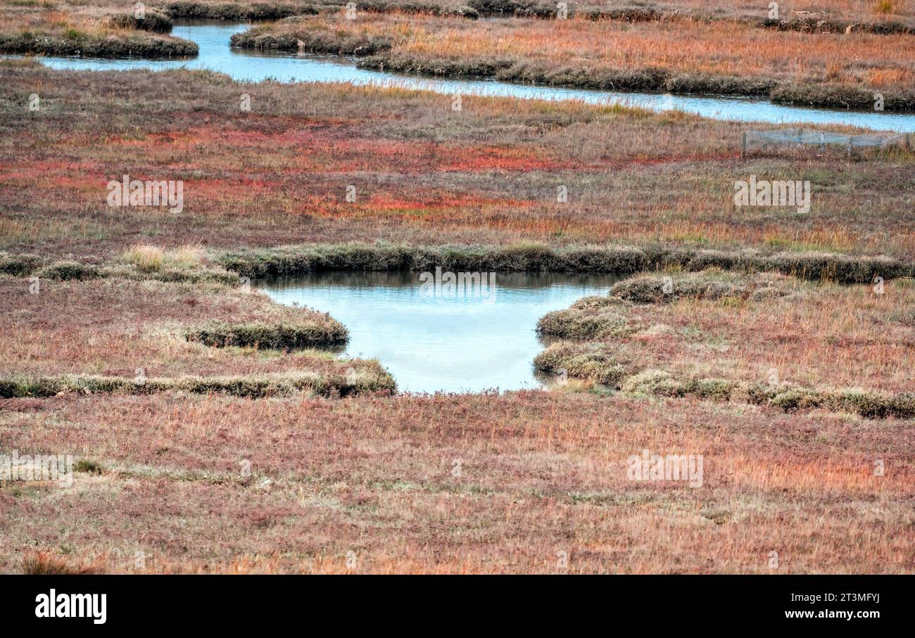 Ruisseau Waterlands, habitat de terres humides, réserve naturelle RSPB Arne, Arne, Wareham, près du port de Poole, Dorset, ROYAUME-UNI Banque D'Images