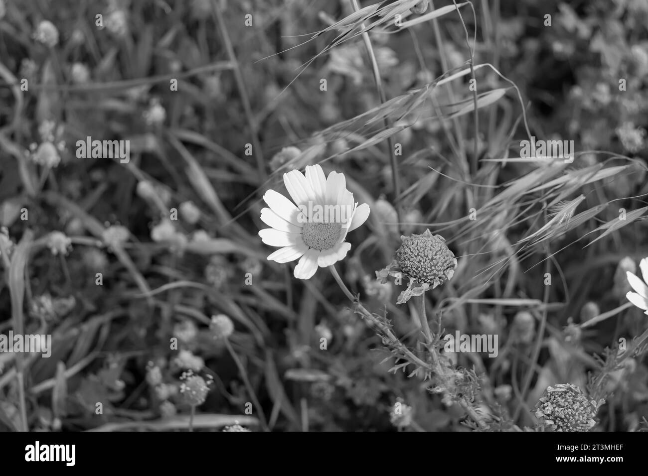 Fleurs Layia platyglossa noires et blanches communément appelées tidytips côtières poussant dans un champ de verdure Banque D'Images