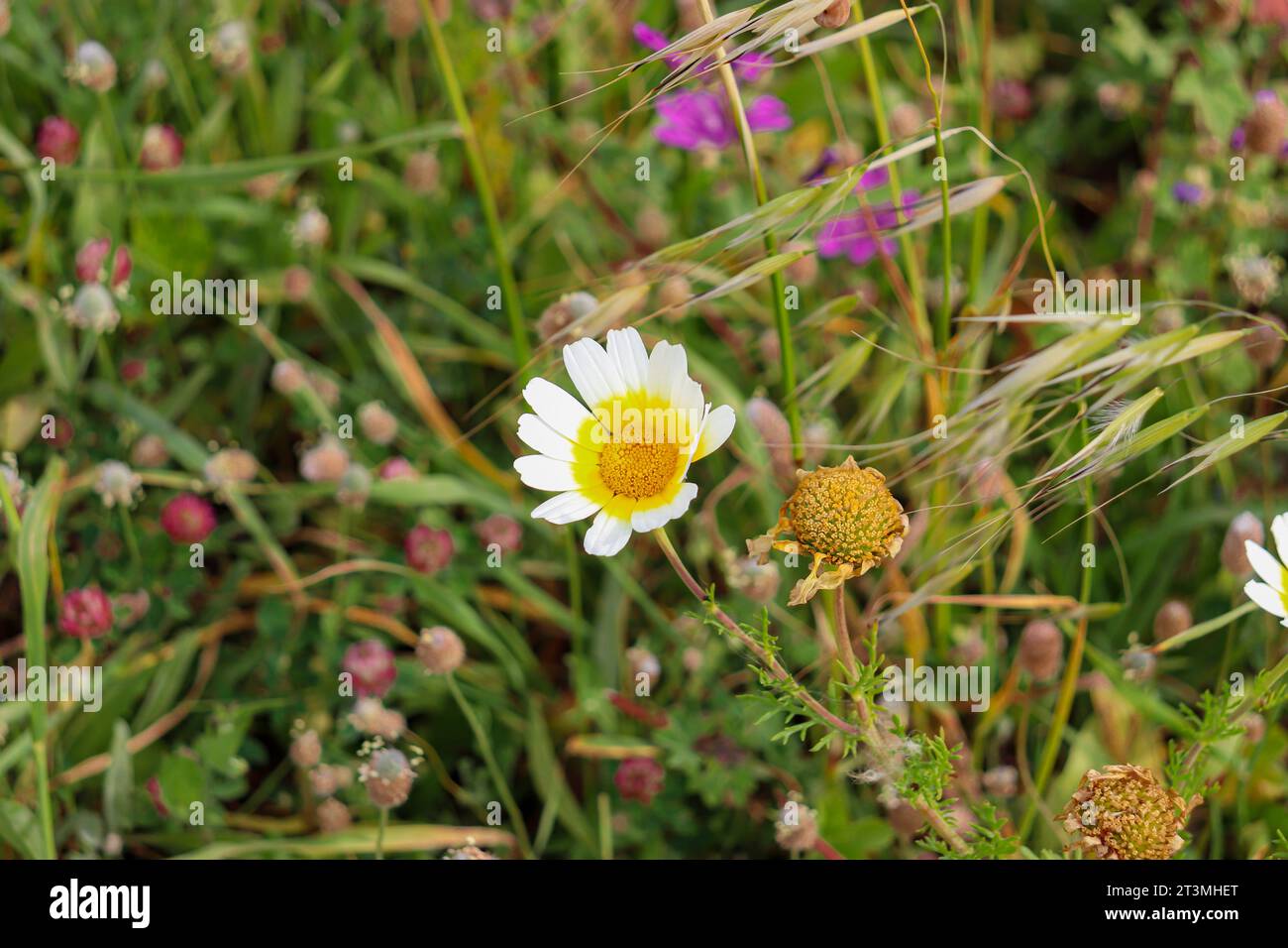 Layia platyglossa fleurs communément appelées tidytips côtières poussant dans un champ de verdure Banque D'Images