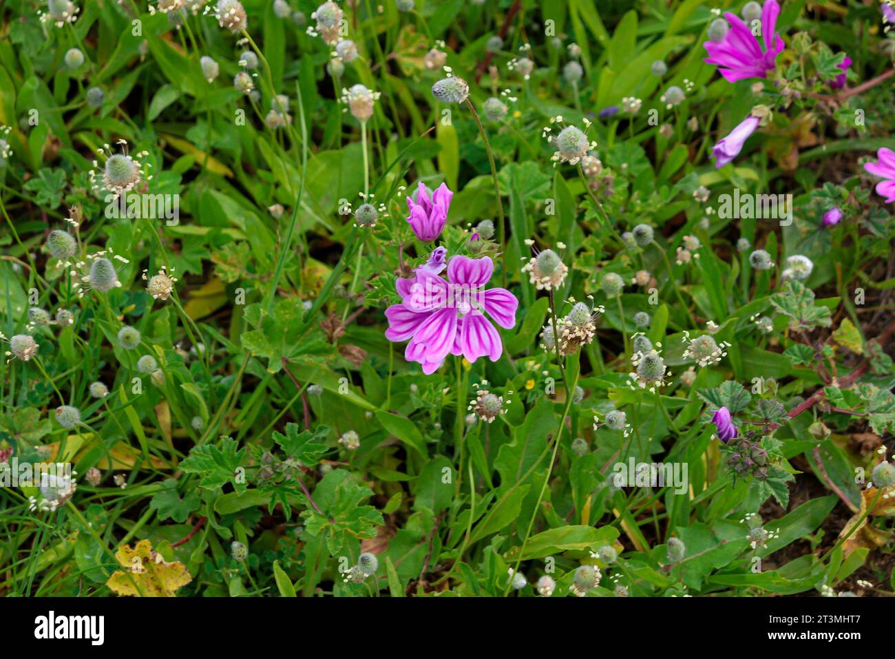 Malva sylvestris fleur violette closeup dans un champ verdoyant et luxuriant Banque D'Images