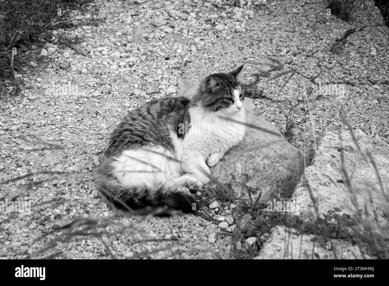 Chat Chubby reposant sur un chemin de gravier regardant loin de la caméra à Rhodes, Grèce en noir et blanc Banque D'Images