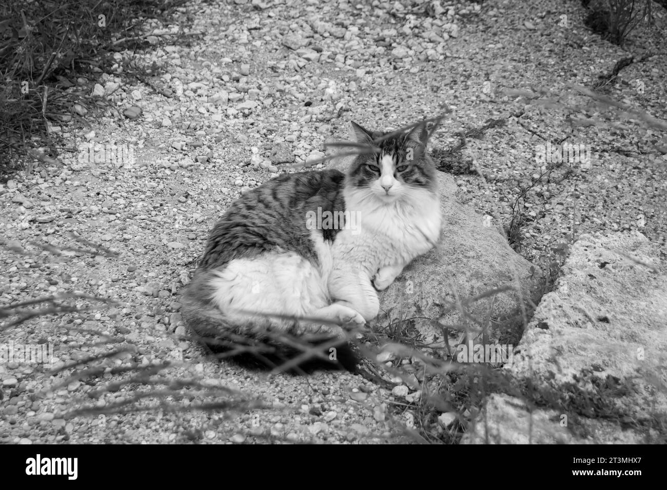 Chat Chubby reposant sur un chemin de gravier regardant dans la caméra à Rhodes, Grèce en noir et blanc Banque D'Images