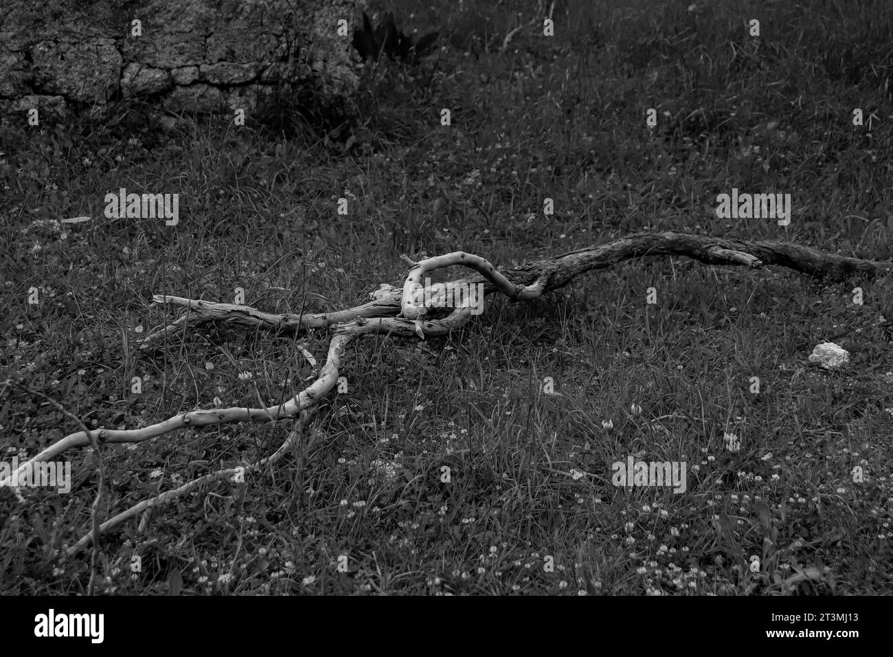 Longue branche d'arbre courbée et courbée, tombée d'un arbre et sur le sol en noir et blanc Banque D'Images