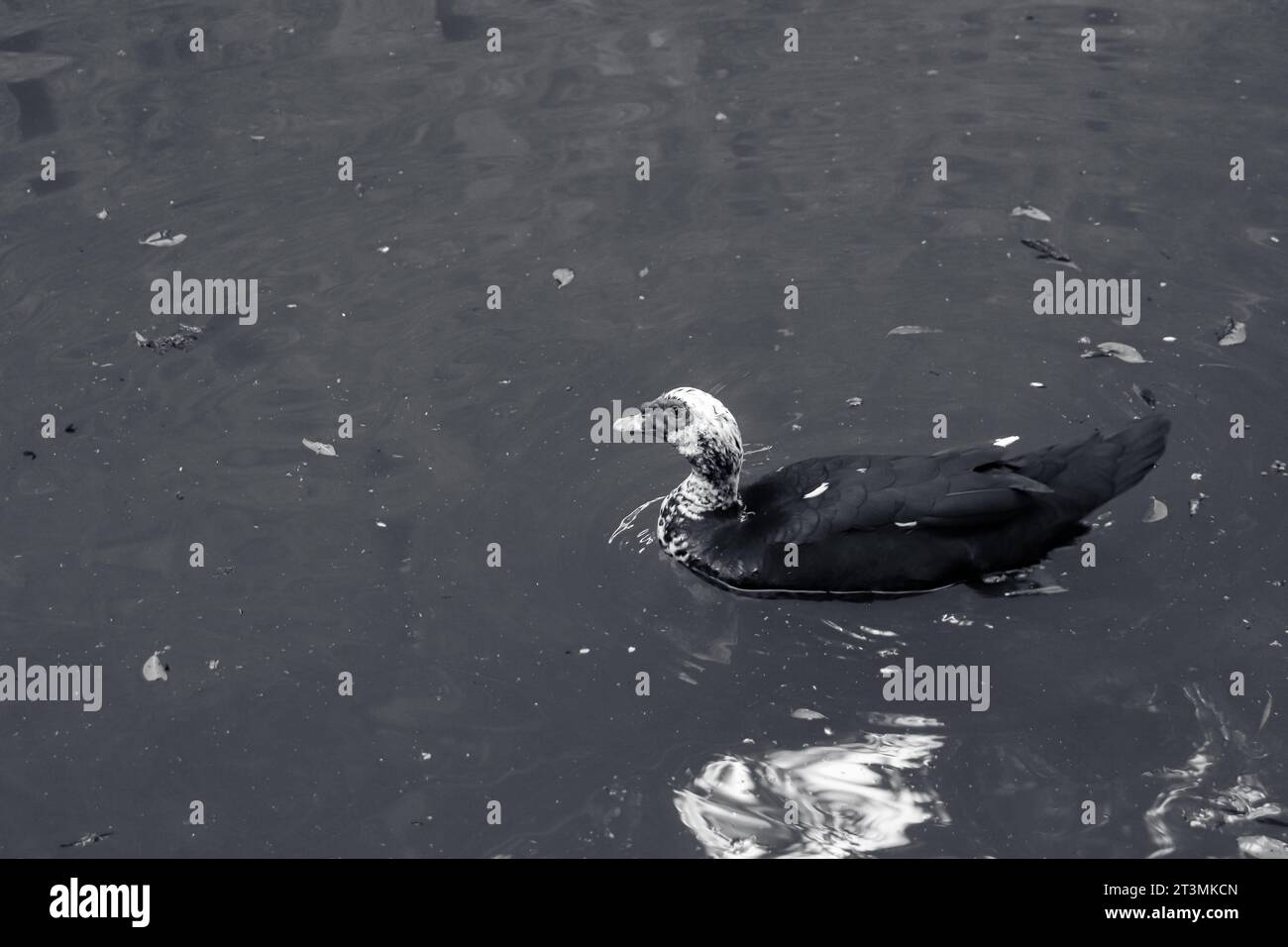 Canard de Barbarie domestique noir et blanc nageant dans le lac de Rodini Park, une attraction célèbre de parc de la ville sur l'île de Rhodes, en Grèce Banque D'Images