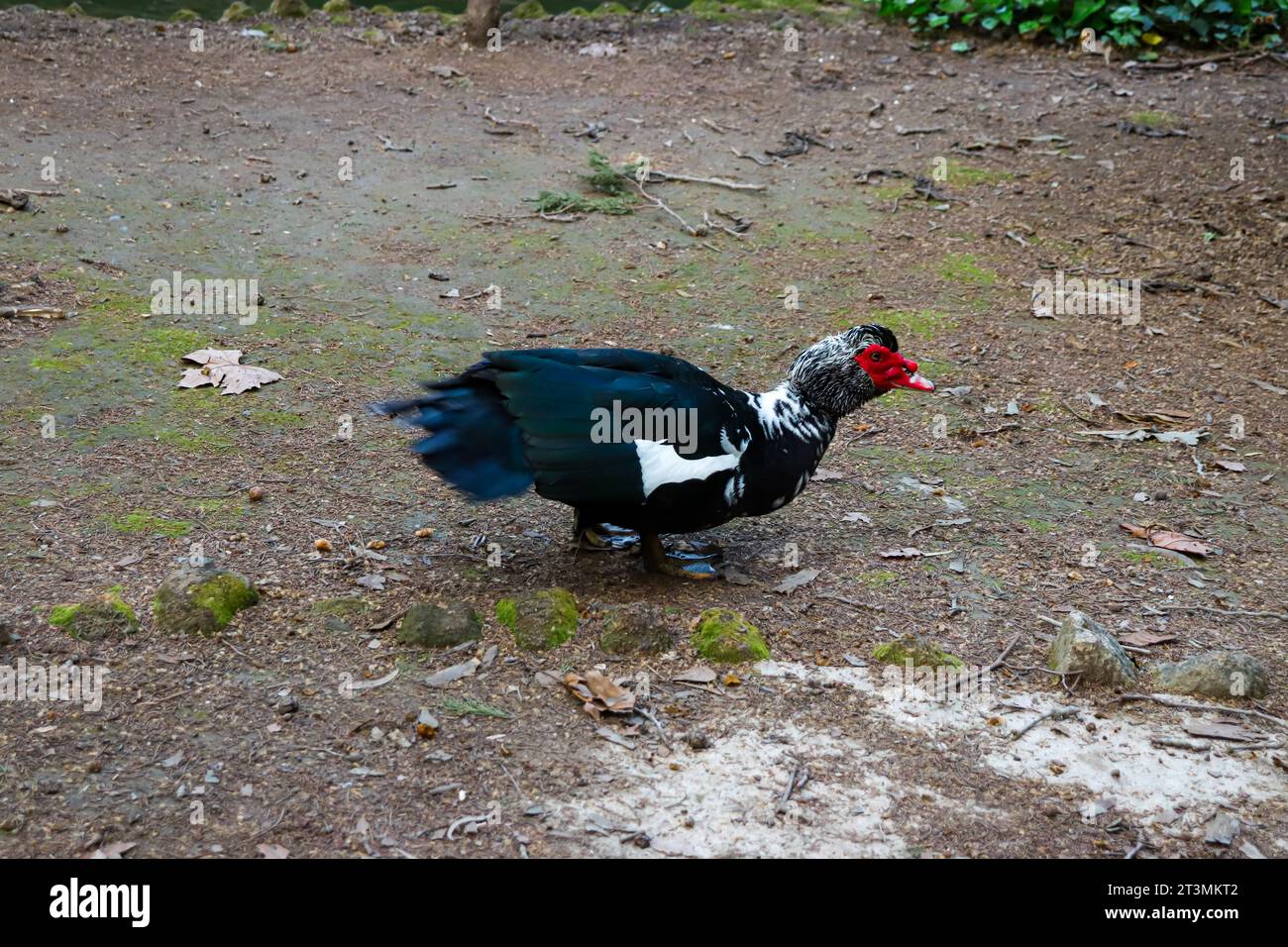 Canard de Barbarie domestique se réveillant librement dans le parc Rodini, une attraction célèbre de parc de la ville sur l'île de Rhodes, en Grèce Banque D'Images