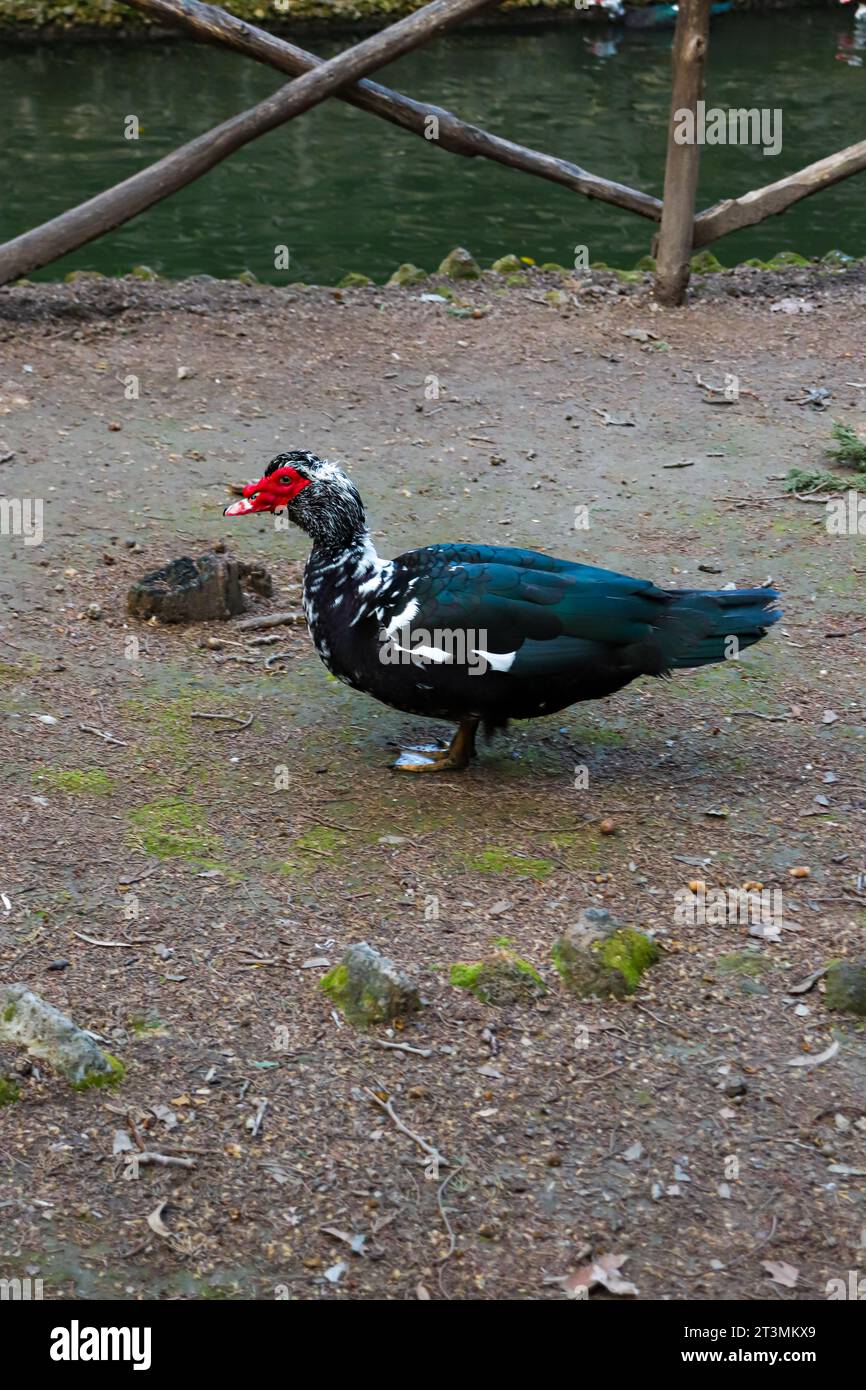 Canard de Barbarie domestique se réveillant librement dans le parc Rodini, une attraction célèbre de parc de la ville sur l'île de Rhodes, en Grèce Banque D'Images