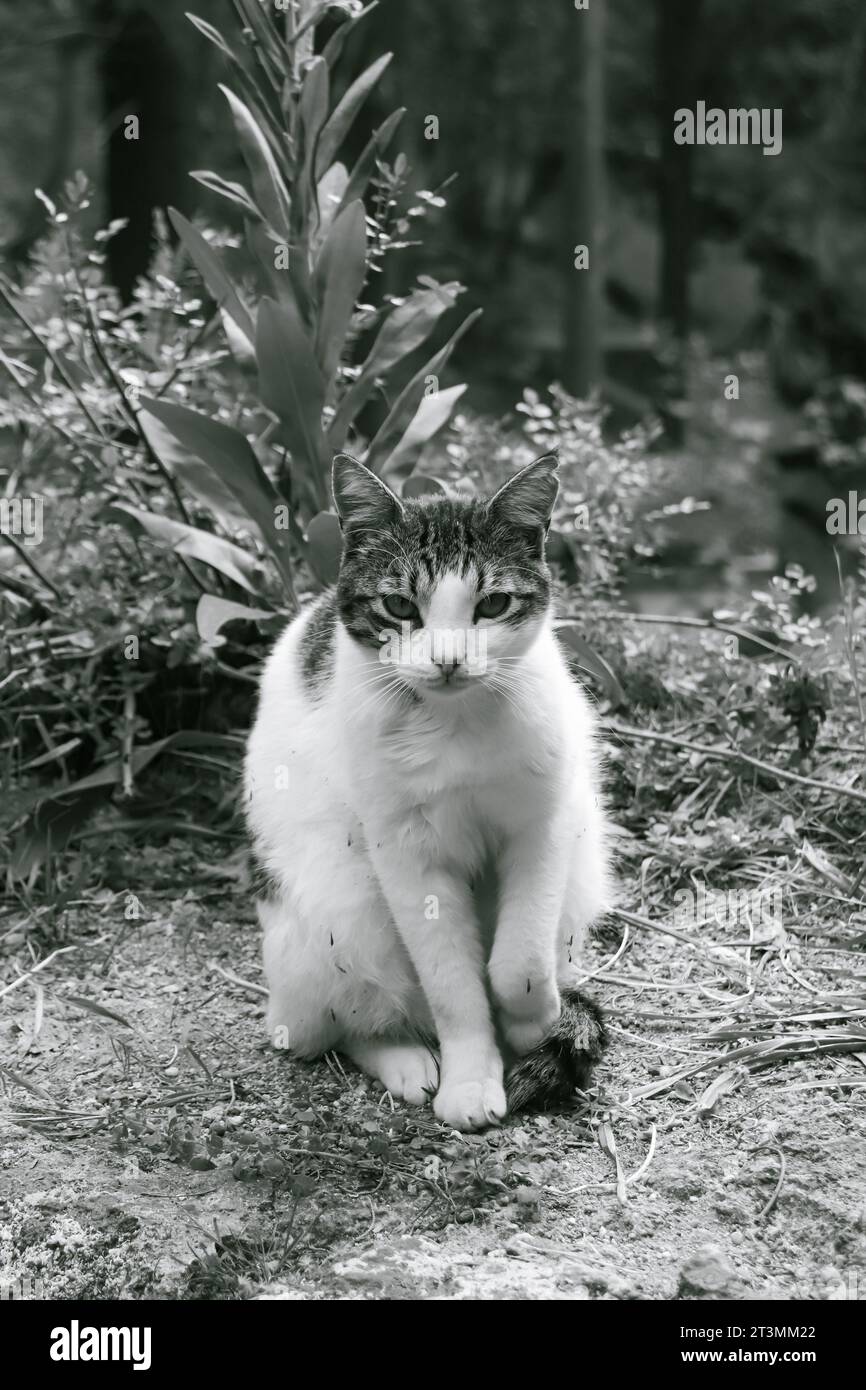 Chat noir et blanc avec des taches posant, modelant, assis avec profil à la caméra dans Rodini Park, Rhodes, Grèce Banque D'Images