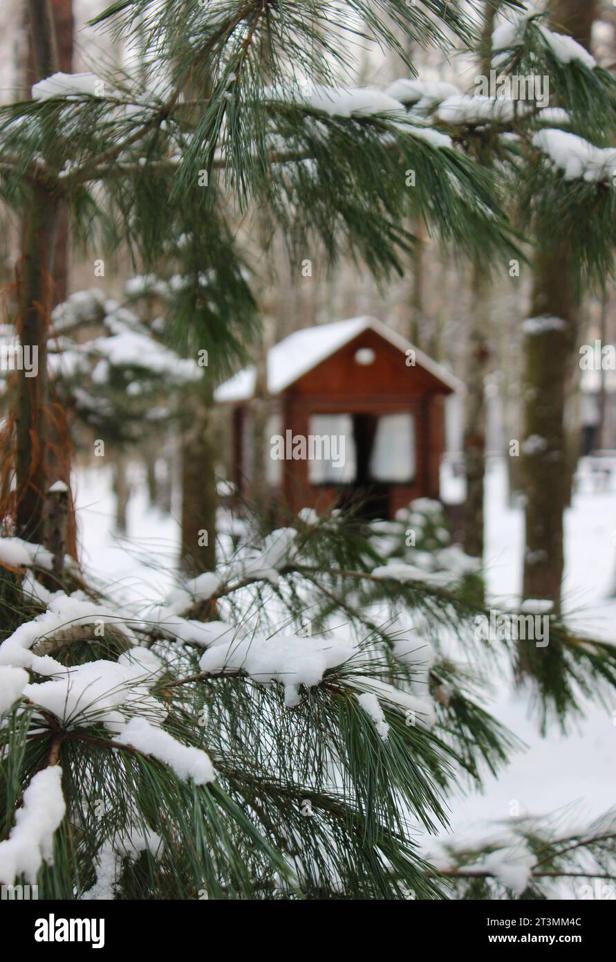 Concentrez-vous sur Une branche d'épinette d'avant-plan avec bonnet de neige devant un petit belvédère en bois dans Un parc d'hiver Banque D'Images