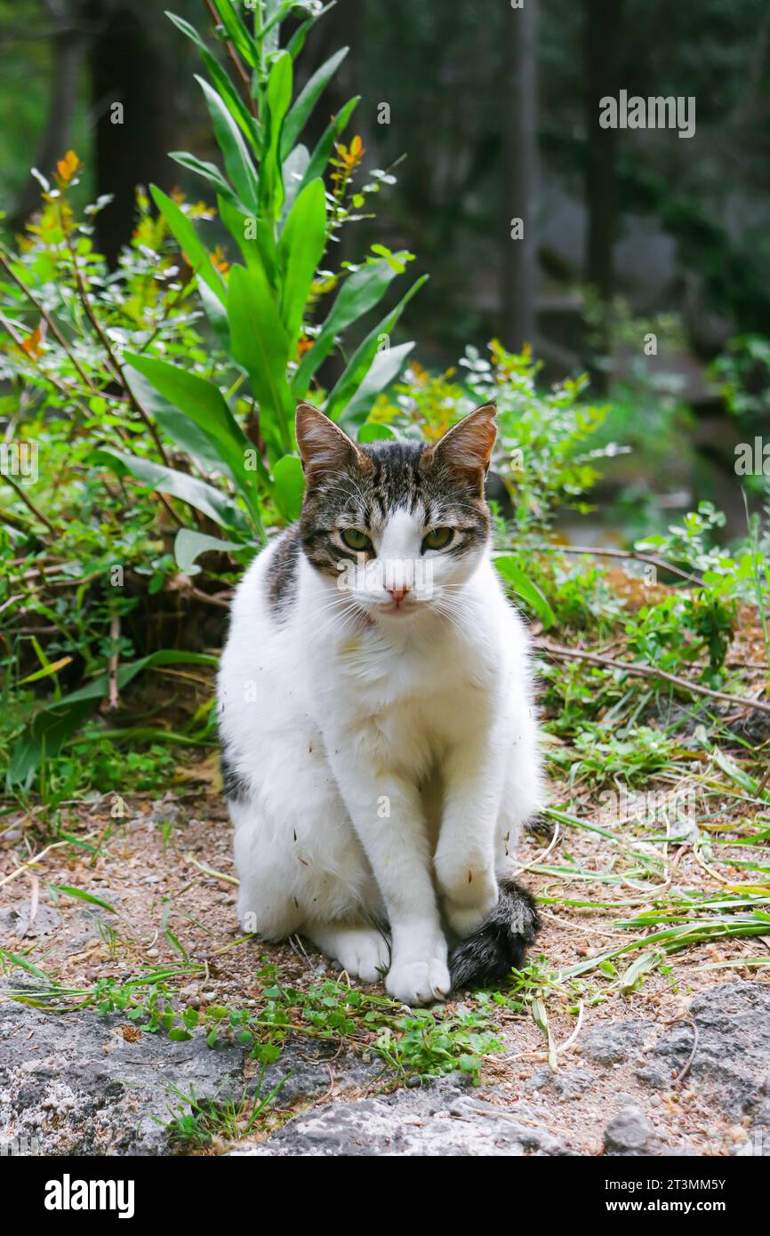 Chat blanc avec des taches grises et des yeux verts posant, modelant, assis avec profil à la caméra dans Rodini Park, Rhodes, Grèce Banque D'Images