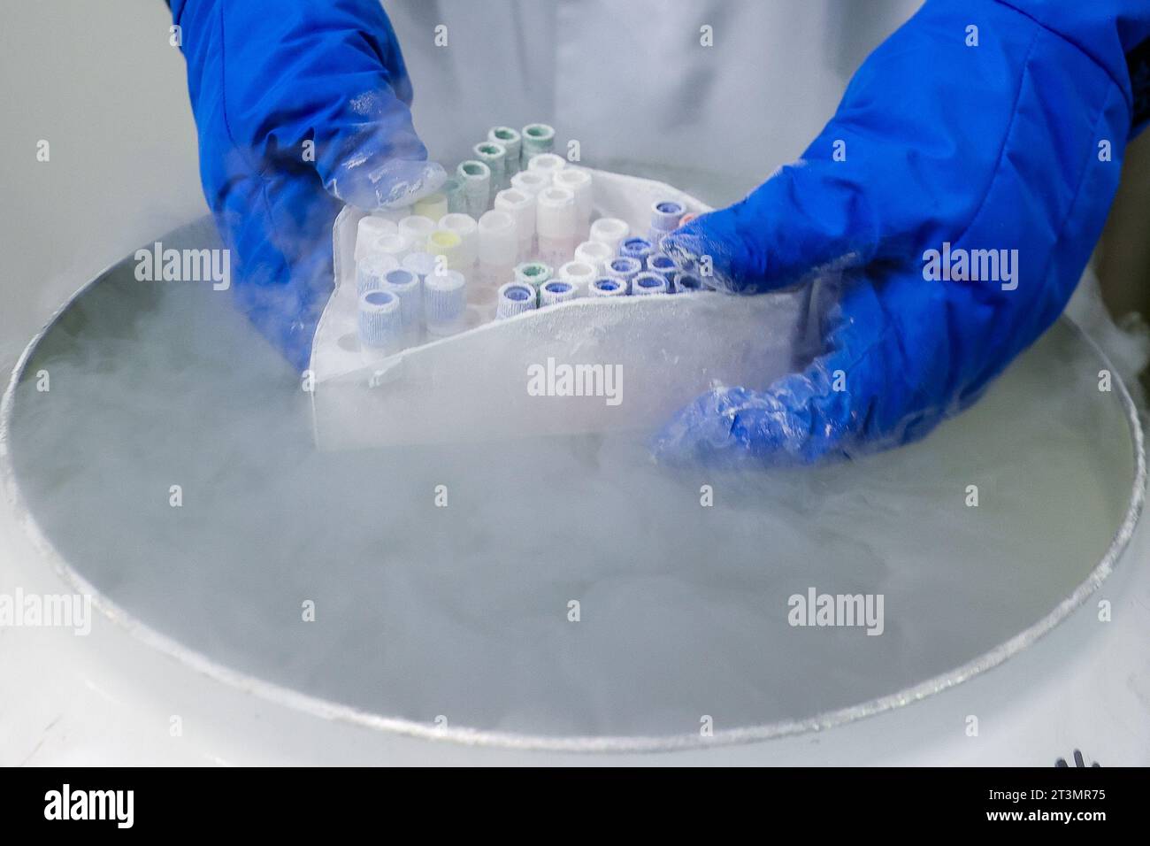 26 octobre 2023, Saxe, Leipzig : un employé de l'Institut Helmholtz pour le métabolisme, l'obésité et la recherche vasculaire (HI-MAG), retire les cellules graisseuses congelées d'un réservoir d'azote. Au cours d'une tournée scientifique sur le thème de la biotechnologie et de la biomédecine, le ministre apprend le métabolisme, l'obésité et la recherche vasculaire ainsi que la recherche sur le cancer, la thérapie cellulaire et l'immunologie. Photo : Jan Woitas/dpa Banque D'Images