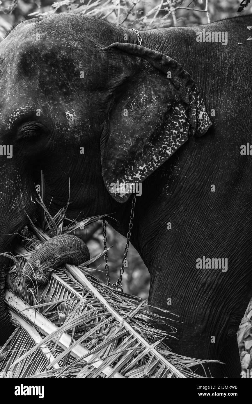 L'éléphant indien mange de l'herbe dans la forêt asiatique. Peau grise de l'éléphant et défenses. Les yeux d'un grand animal. Banque D'Images