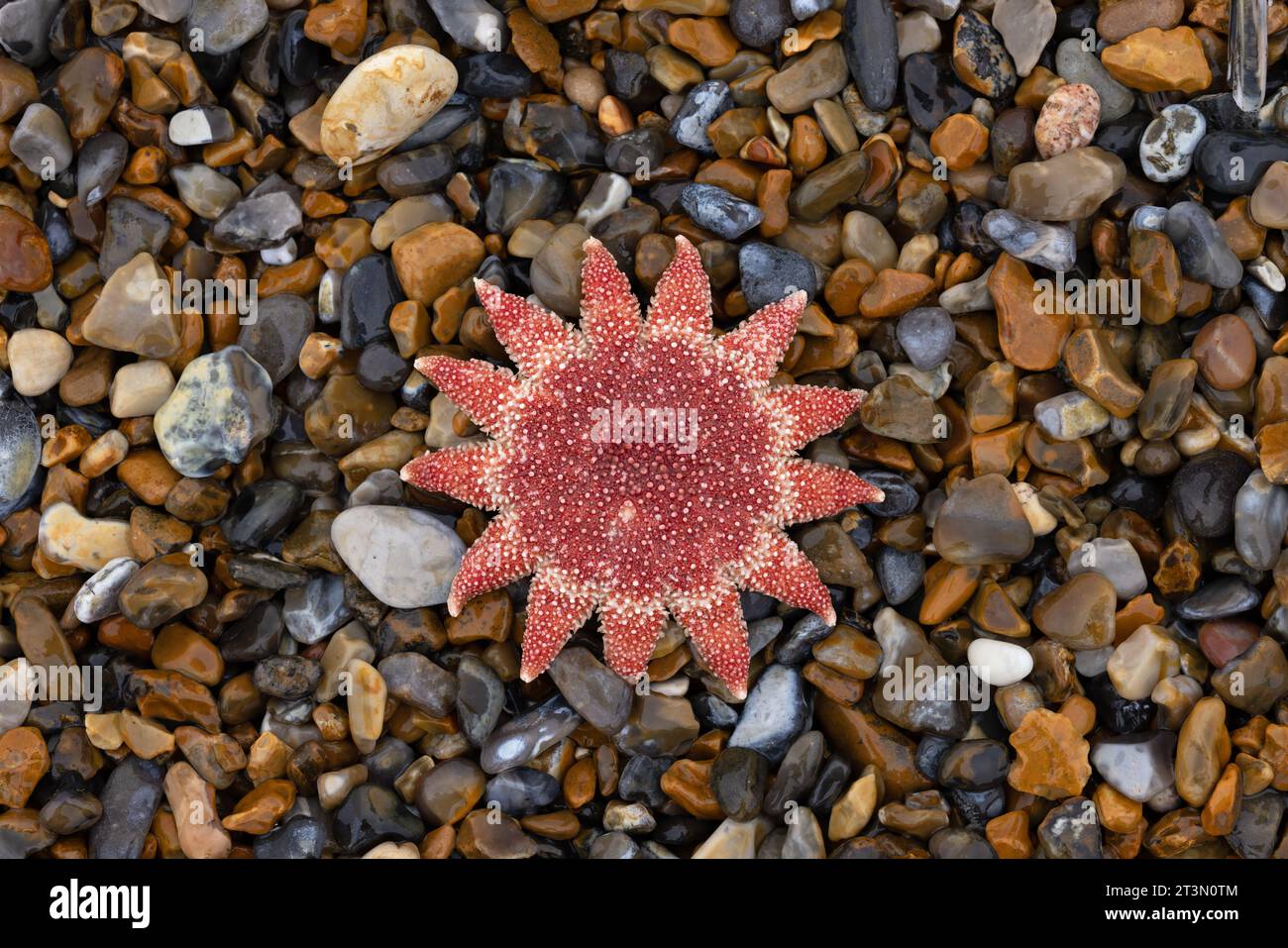 Sunstar commune (Crossaster papposus) mort Norfolk le 2023 octobre Banque D'Images