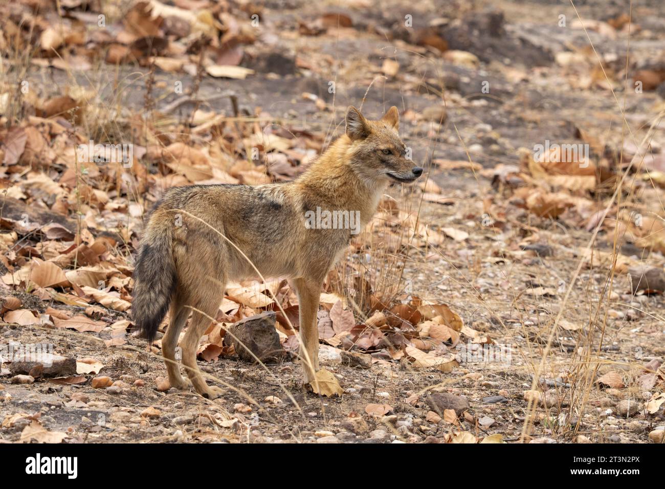 Jackal asiatique (Canis aureus), Parc national de Bandhavgarh, Inde. Banque D'Images