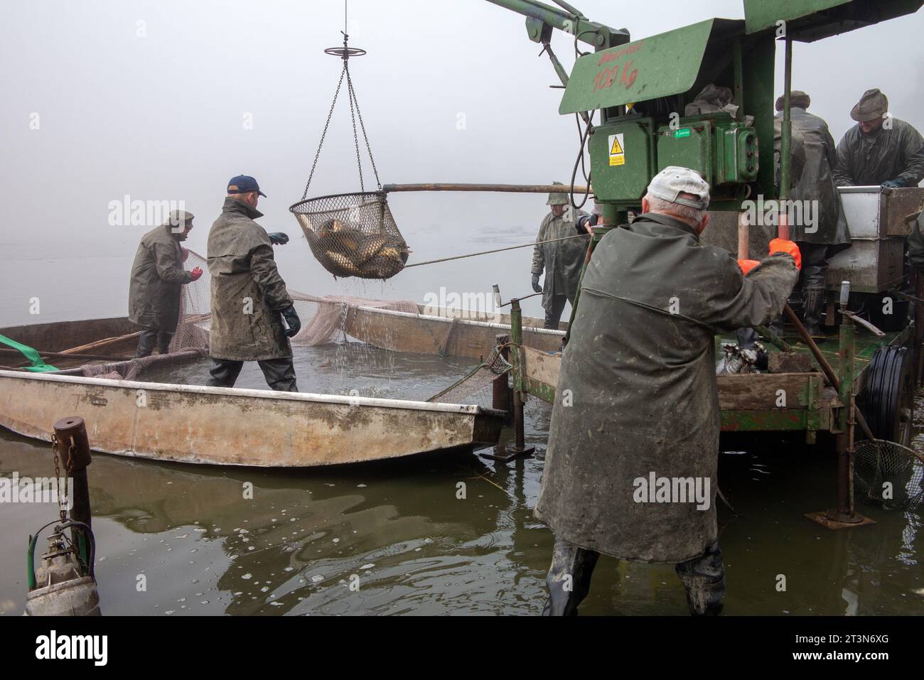 capture d'automne de l'étang, étang drainé, pêcheurs pendant la pêche d'automne, brumes au-dessus de l'étang pêché, pêche à la carpe Banque D'Images