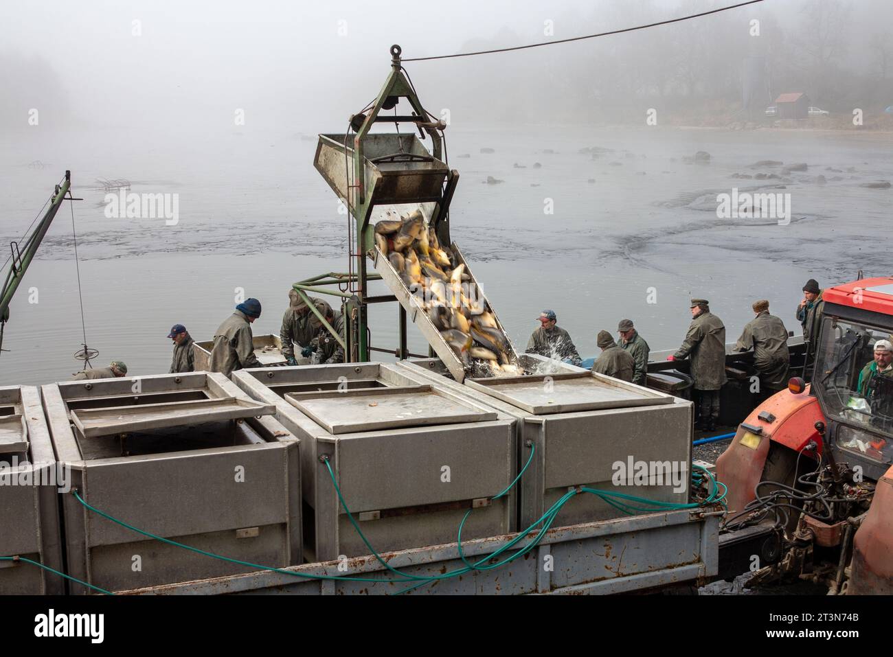 capture de l'étang, les pêcheurs traitent la carpe capturée, le matériel de transport de carpe, le transport des poissons Banque D'Images