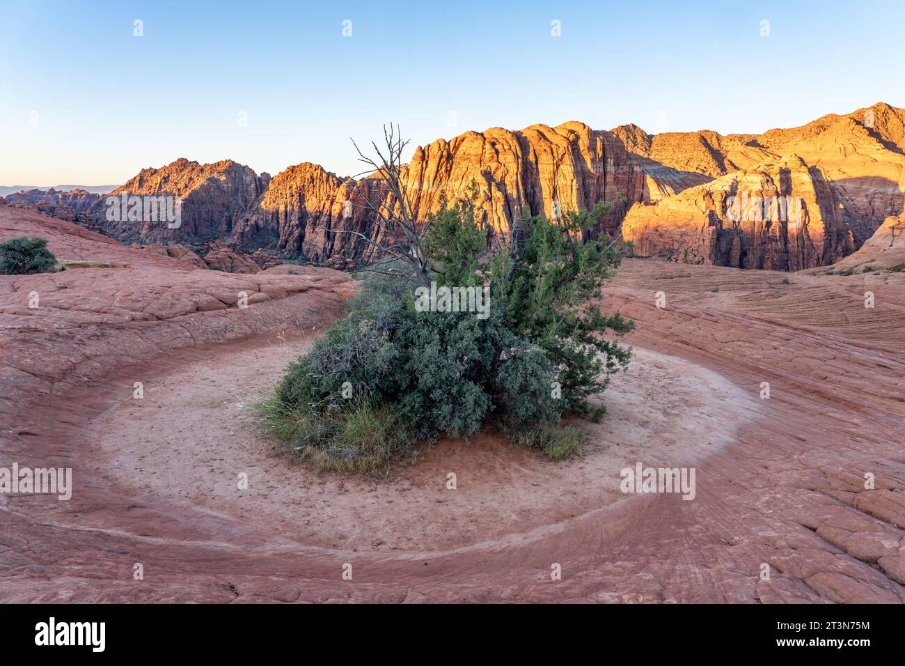 Végétation poussant dans un nid-de-poule sec dans le grès Navajo sur la piste des dunes pétrifiées dans le parc d'État de Snow Canyon dans l'Utah. Le nid-de-poule contient de l'eau W Banque D'Images