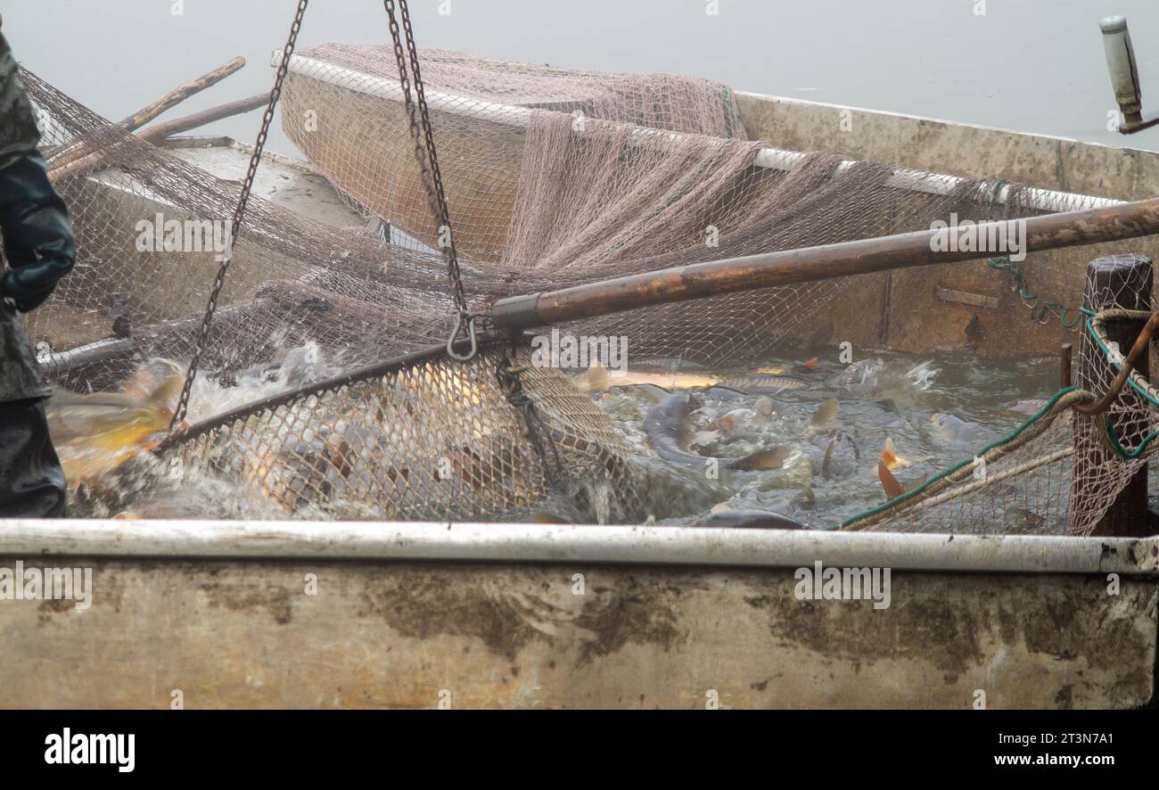 pêche d'automne, pêche d'automne de l'étang, équipement de transport de carpes, transport de poissons Banque D'Images