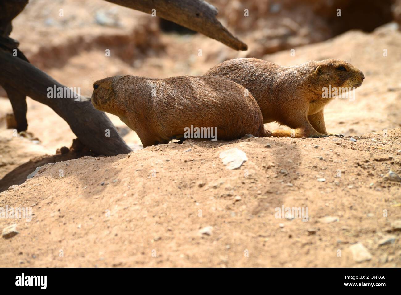 Écureuils de terre à queue ronde dans le désert de l'Arizona à la recherche de nourriture Banque D'Images