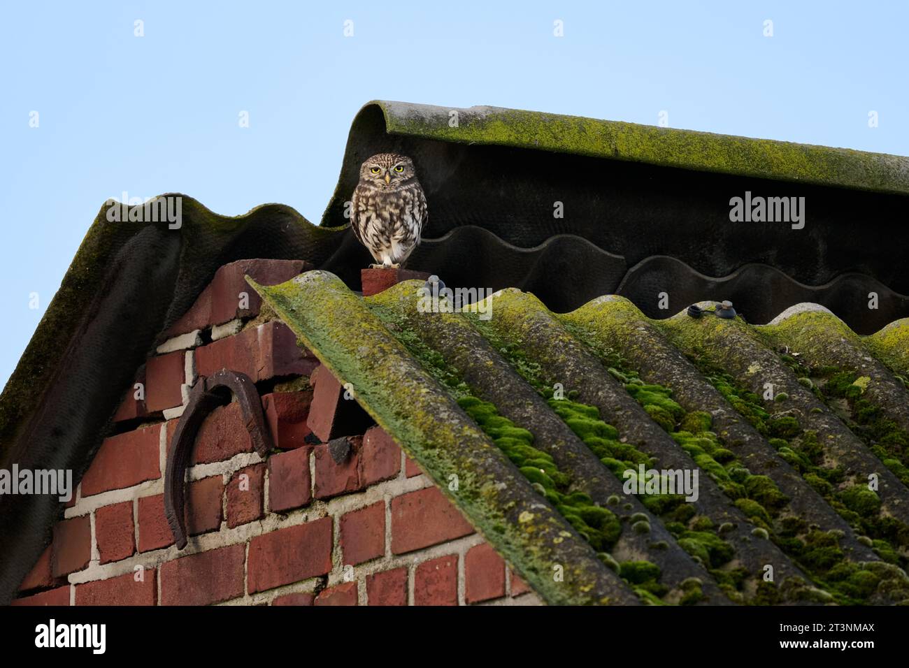 Petit hibou (Athene noctua) également connu comme le hibou d'Athéna ou hibou de Minerve sur un toit, Heinsberg, Rhénanie du Nord-Westphalie, Allemagne Banque D'Images