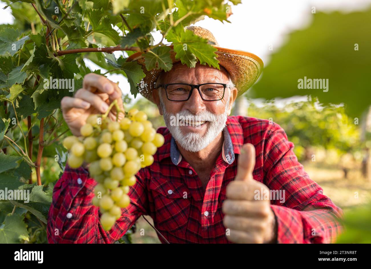 Agriculteur senior satisfait vérifiant la qualité des raisins blancs avant la récolte et montrant le pouce vers le haut Banque D'Images