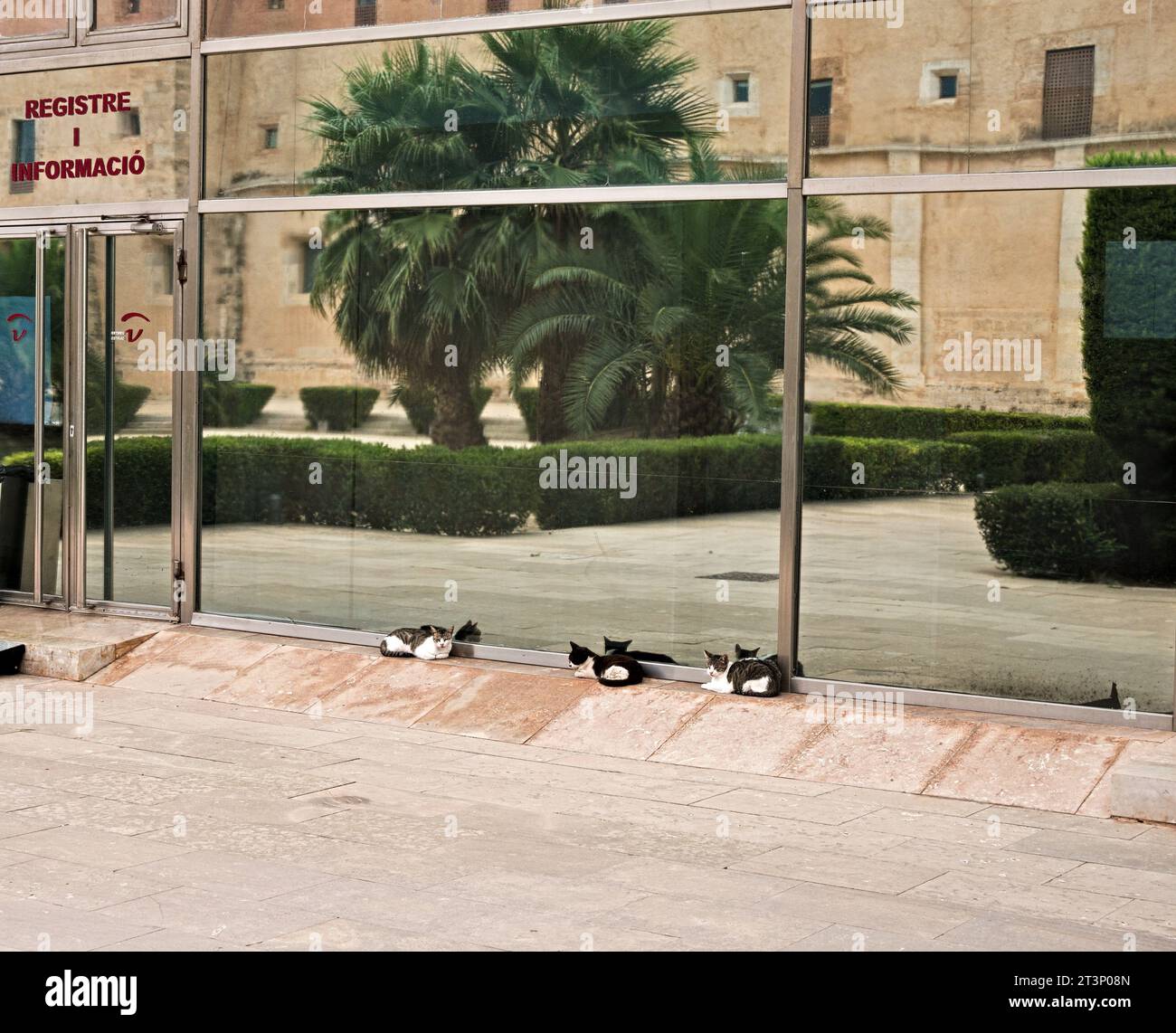 Chats couchés au soleil dans les jardins du monastère, Valence, Espagne Banque D'Images