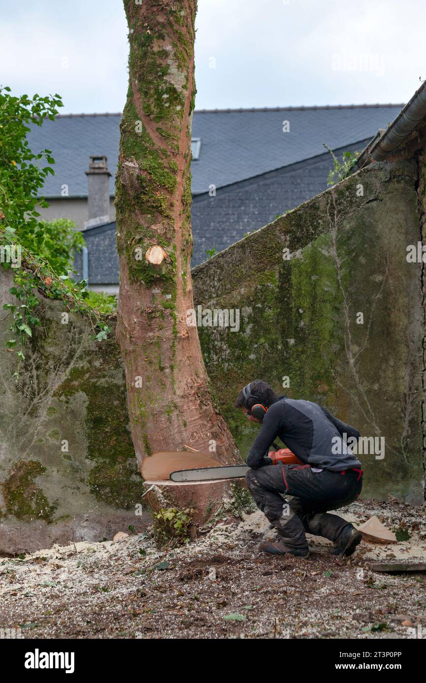 Gros plan sur un chirurgien d'arbre coupant à sa base un arbre sycomore. Banque D'Images