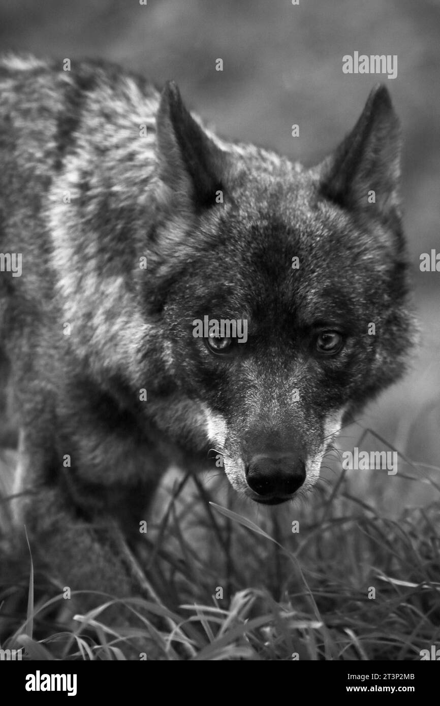 Loup ibérique Banque D'Images
