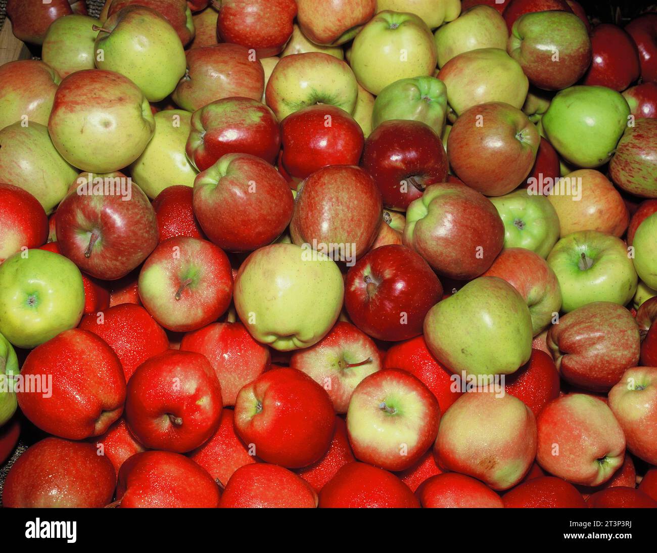 Nature morte. Fruits. Pommes fraîchement cueillies. Banque D'Images