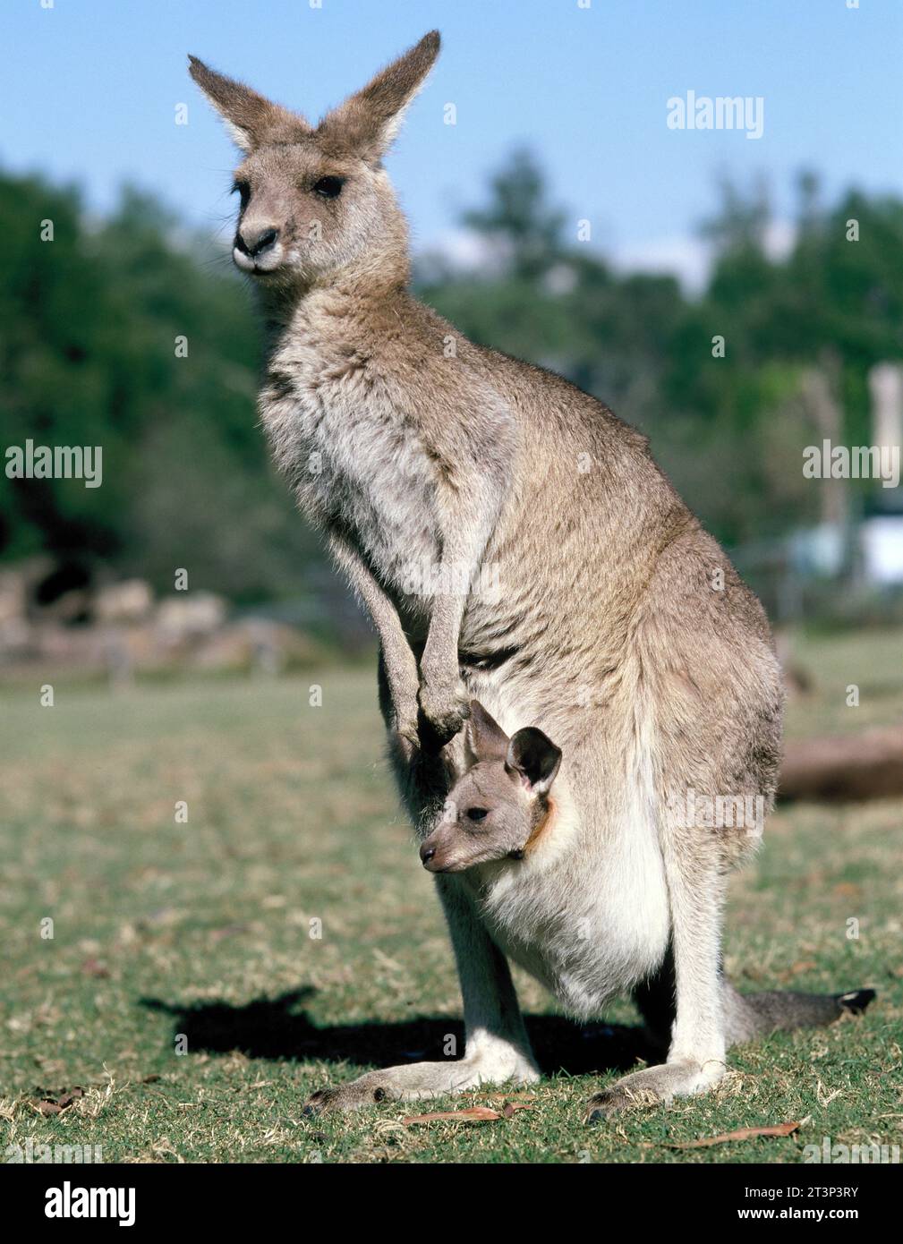 Australie. Faune. Mère et bébé kangourous gris oriental. Macropus giganteus. Banque D'Images