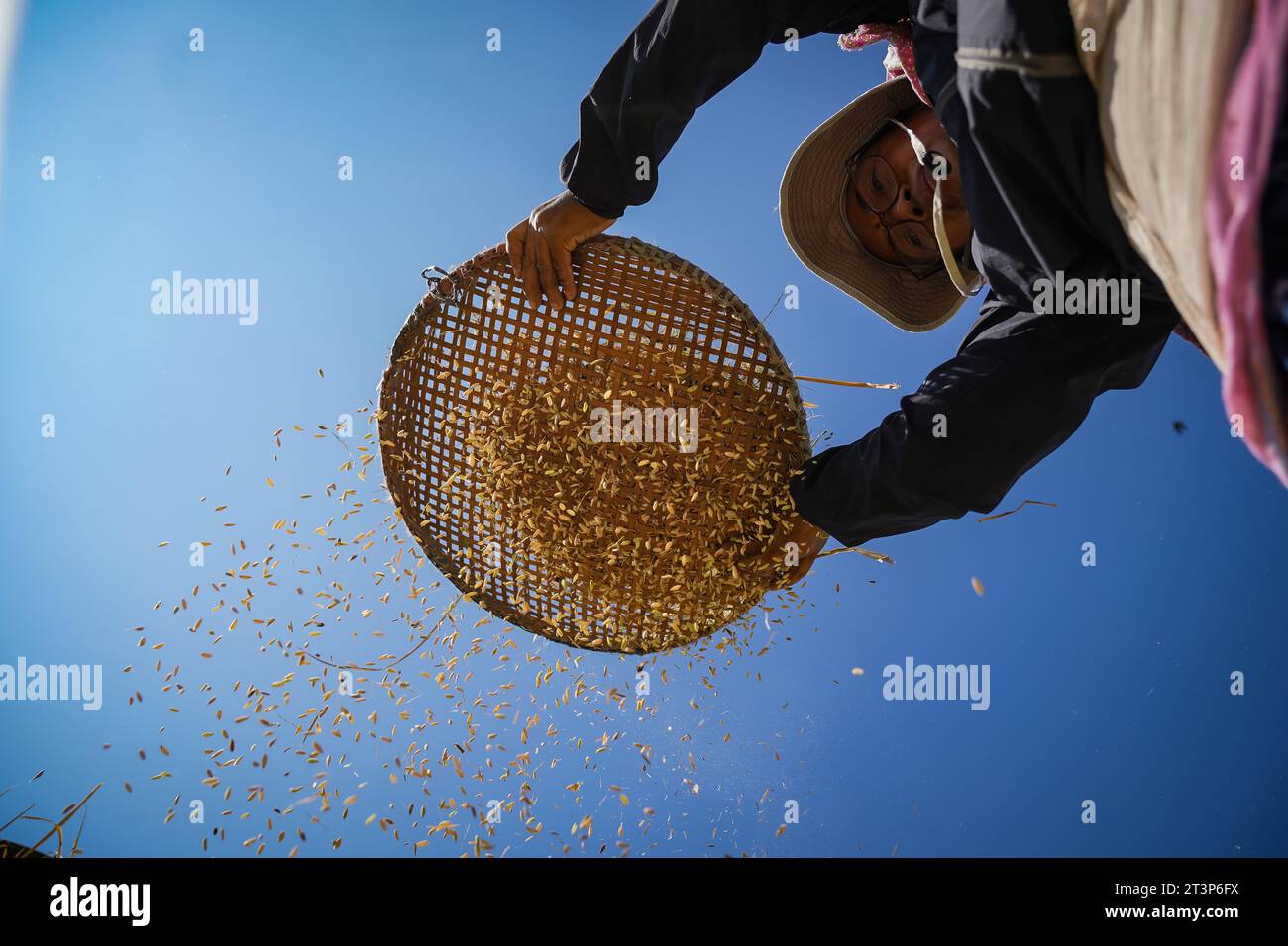 Lalitpur, Népal. 26 octobre 2023. Un agriculteur vint du paddy à Lalitpur, au Népal, le 26 octobre 2023. Crédit : Hari Maharjan/Xinhua/Alamy Live News Banque D'Images