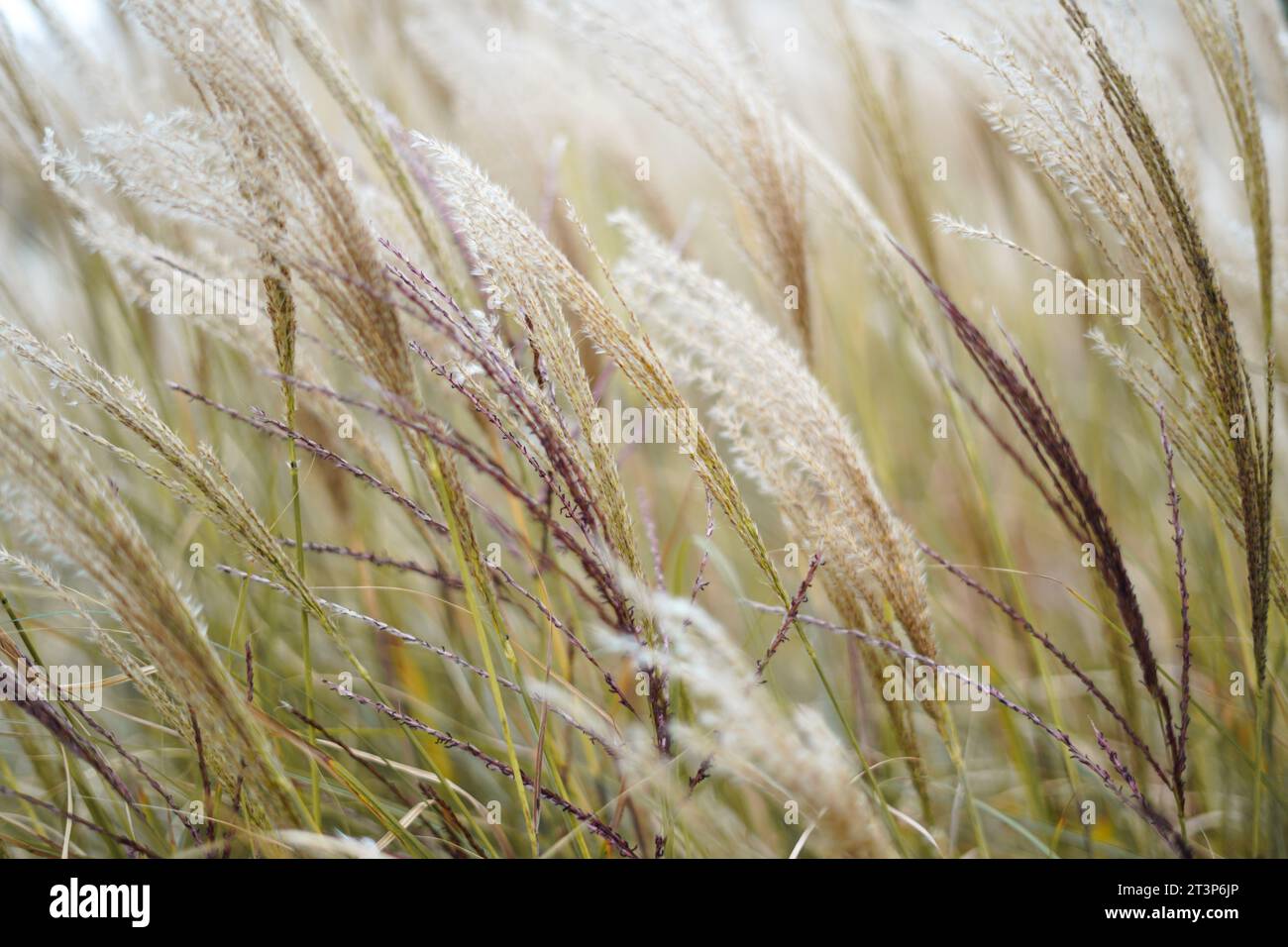 Roseaux secs fond beige. Fleurs d'herbe sèches abstraites, herbes Banque D'Images