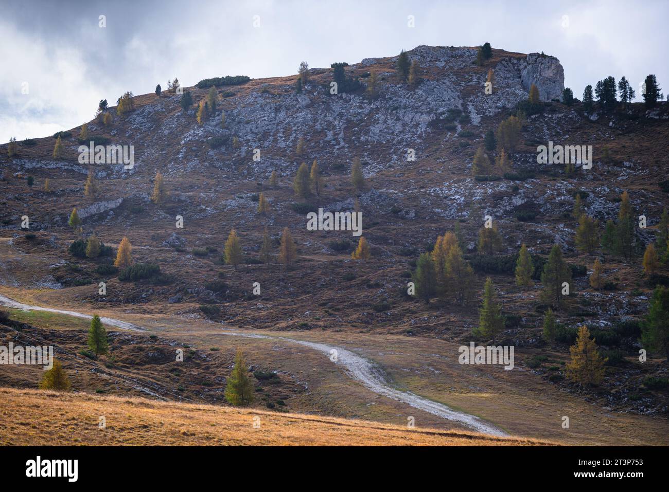 Mélèzes dorés sur une montagne dans les Dolomites Banque D'Images