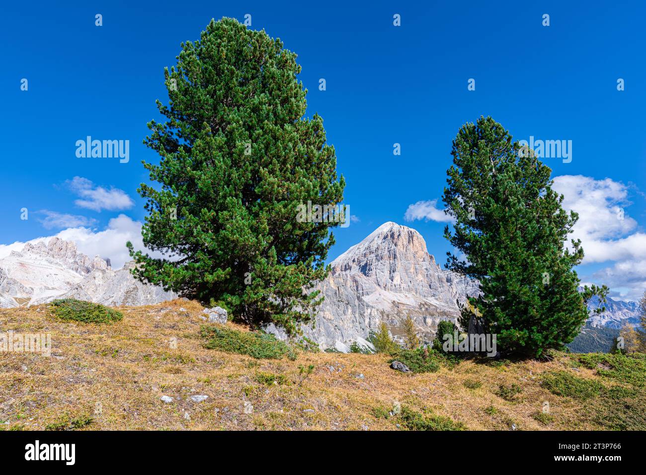 Deux pins dans les montagnes Dolomites Banque D'Images